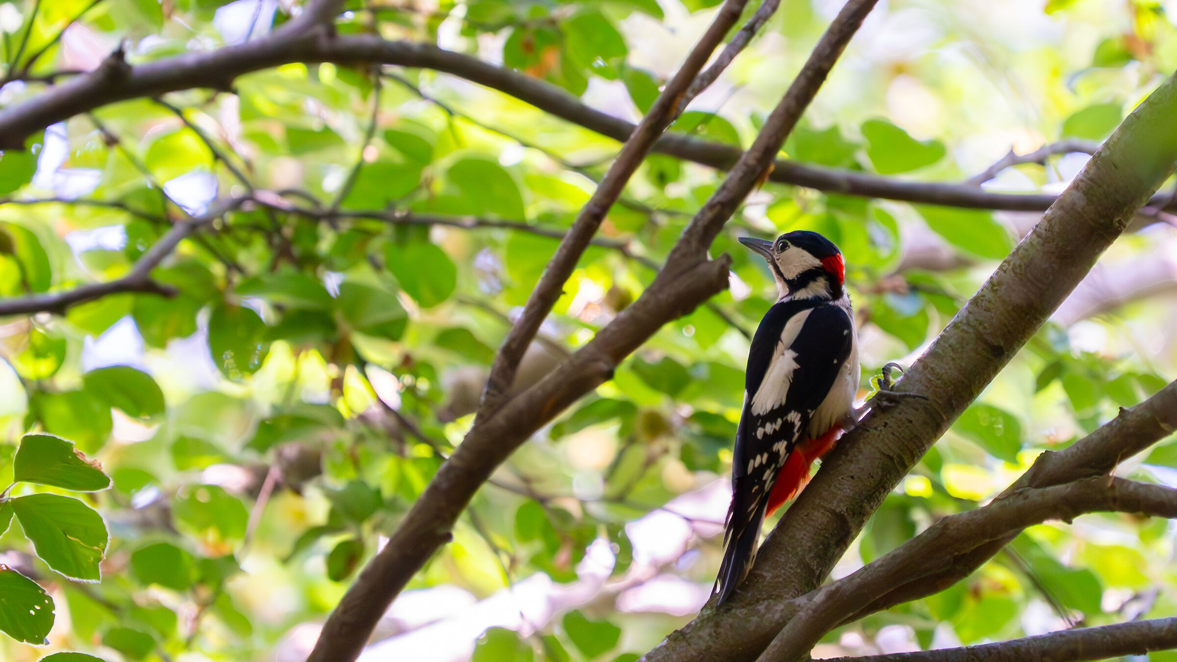 Great Spotted Woodpecker - 4