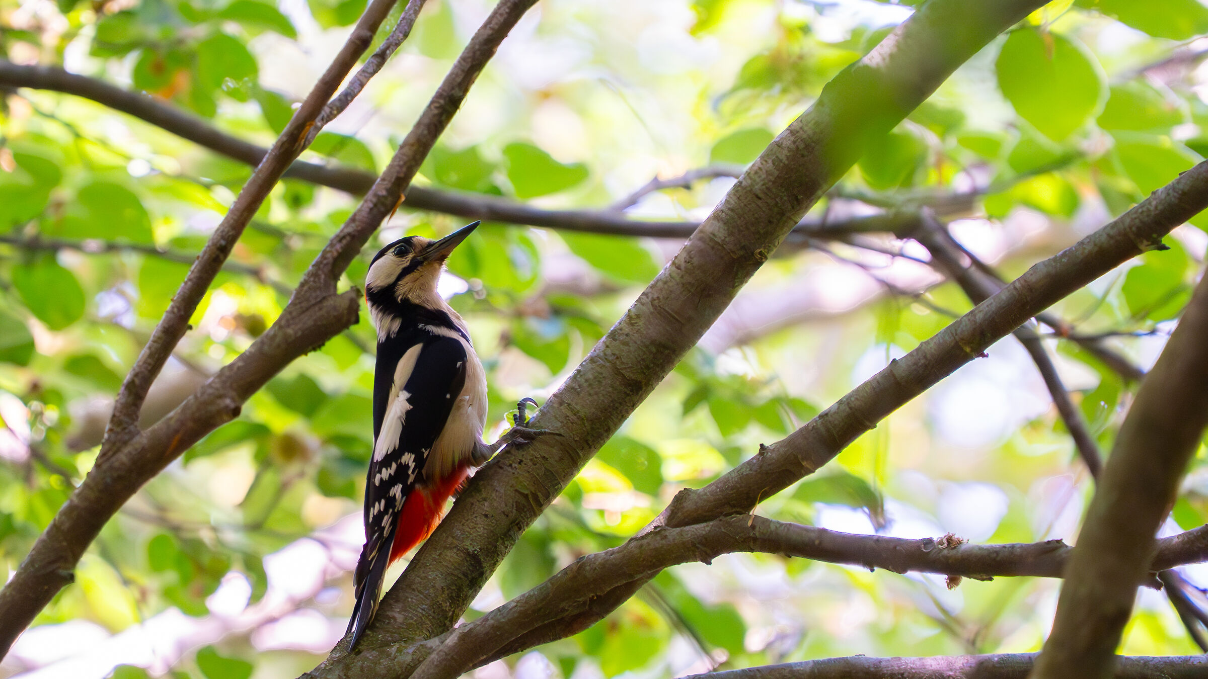 Great Spotted Woodpecker - 5