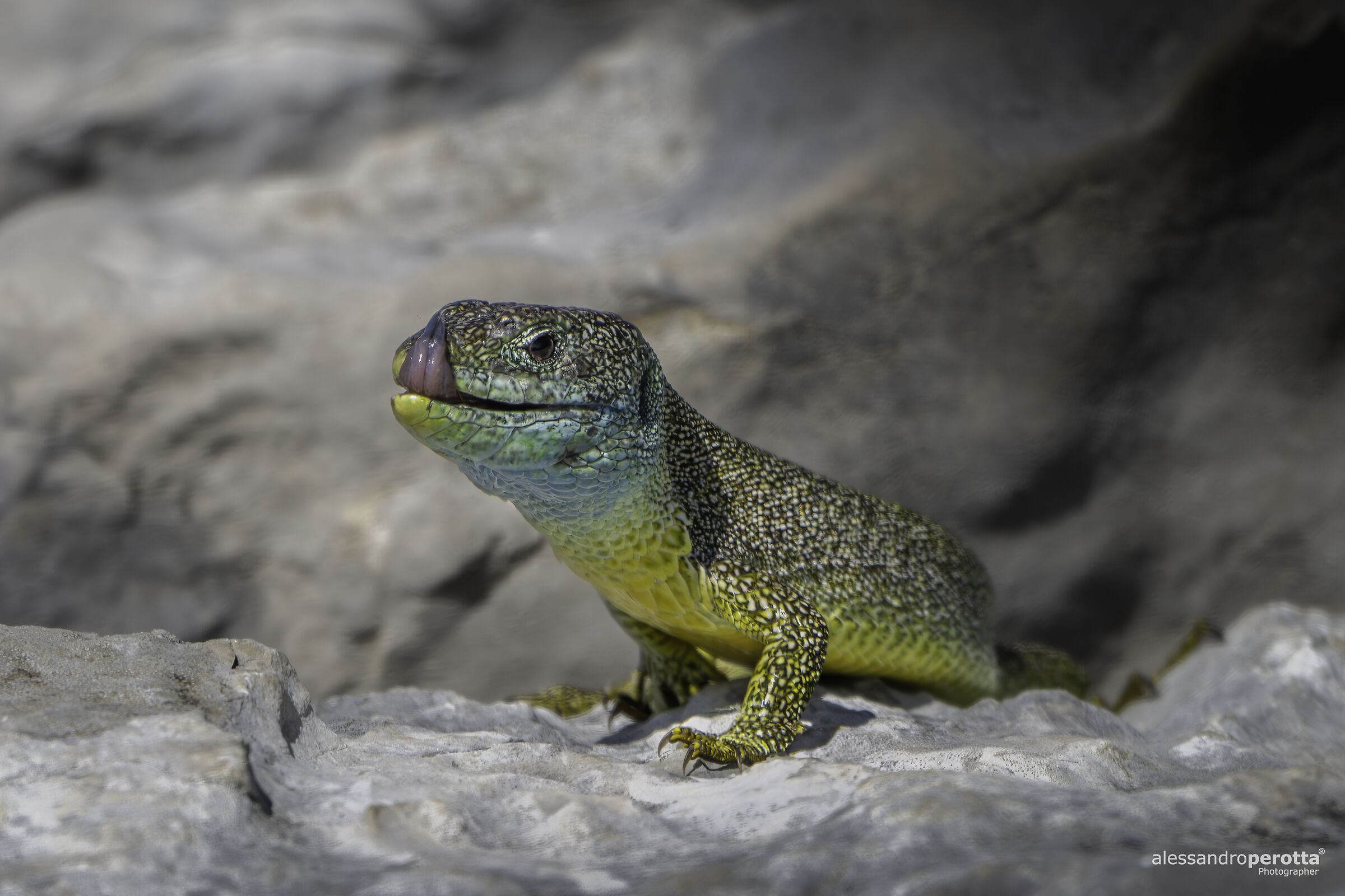 Lacerta bilineata