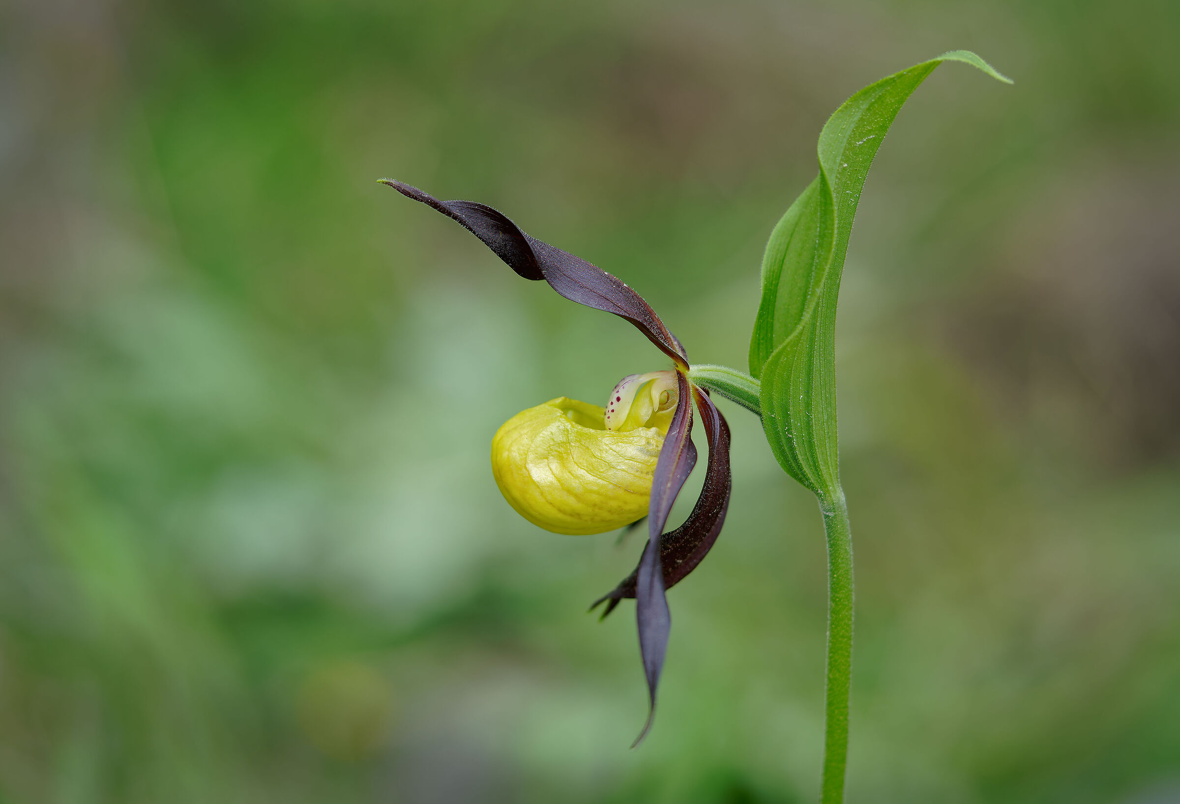 Cypripedium calceolus