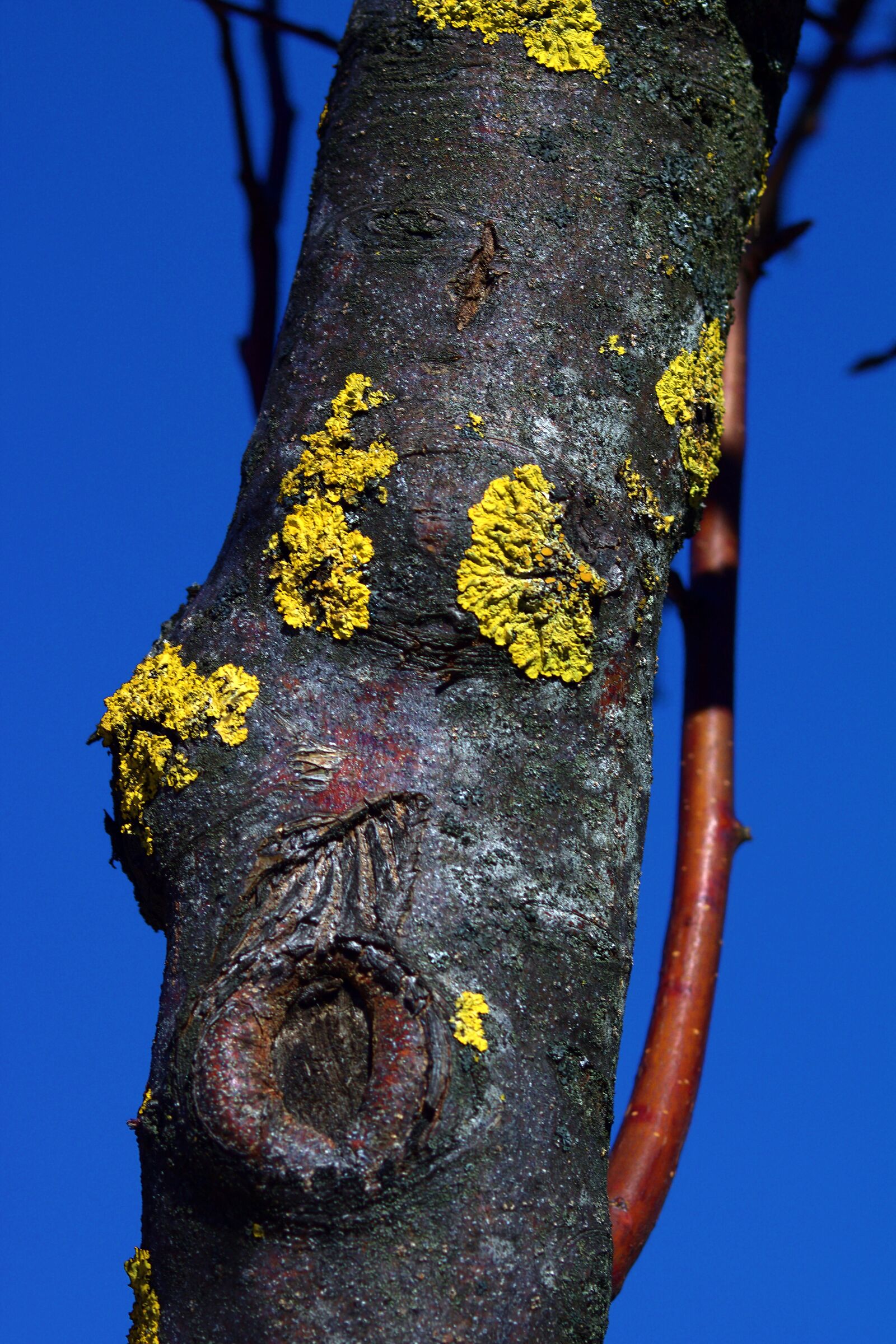 Lichens