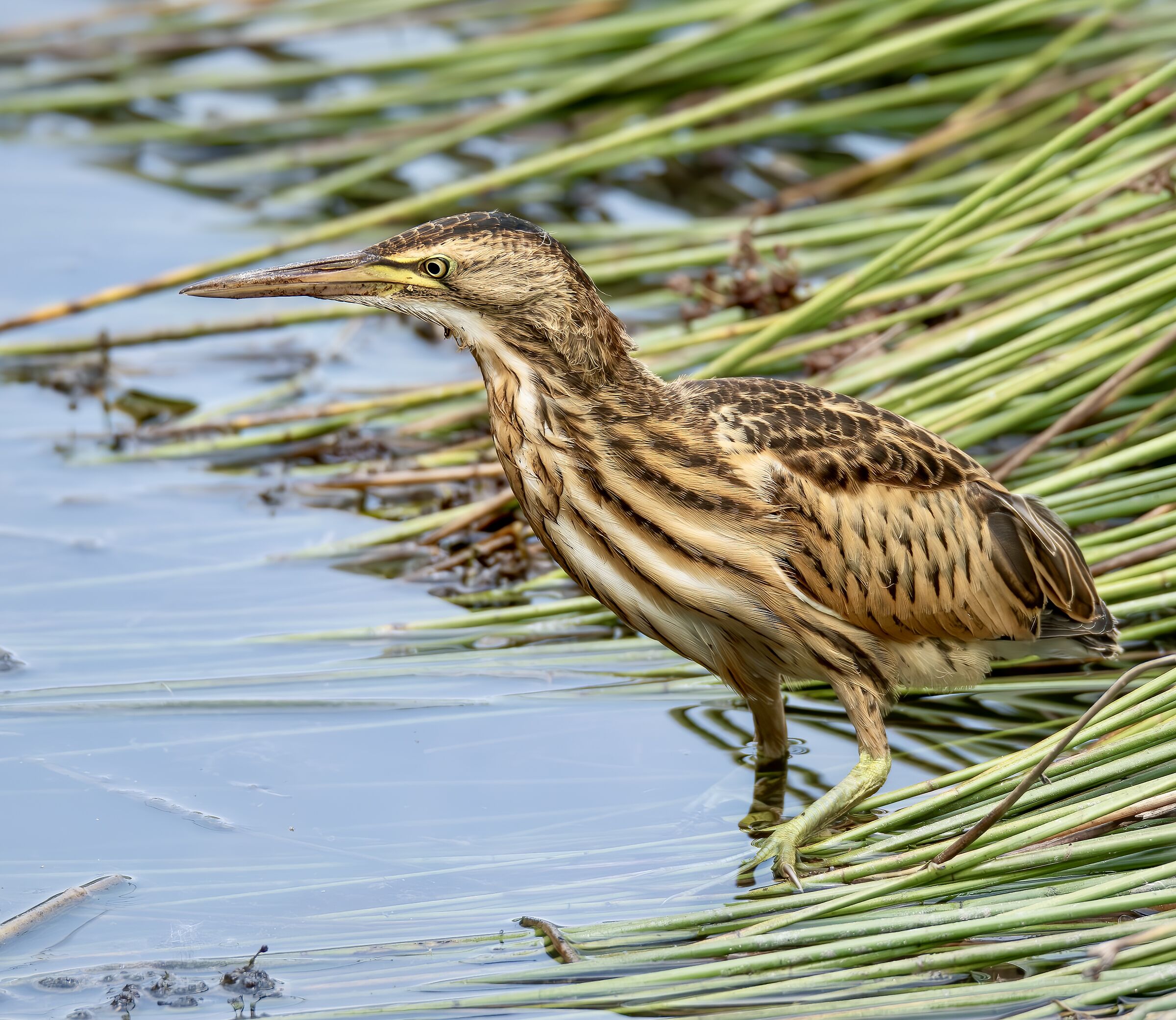 Little Bittern