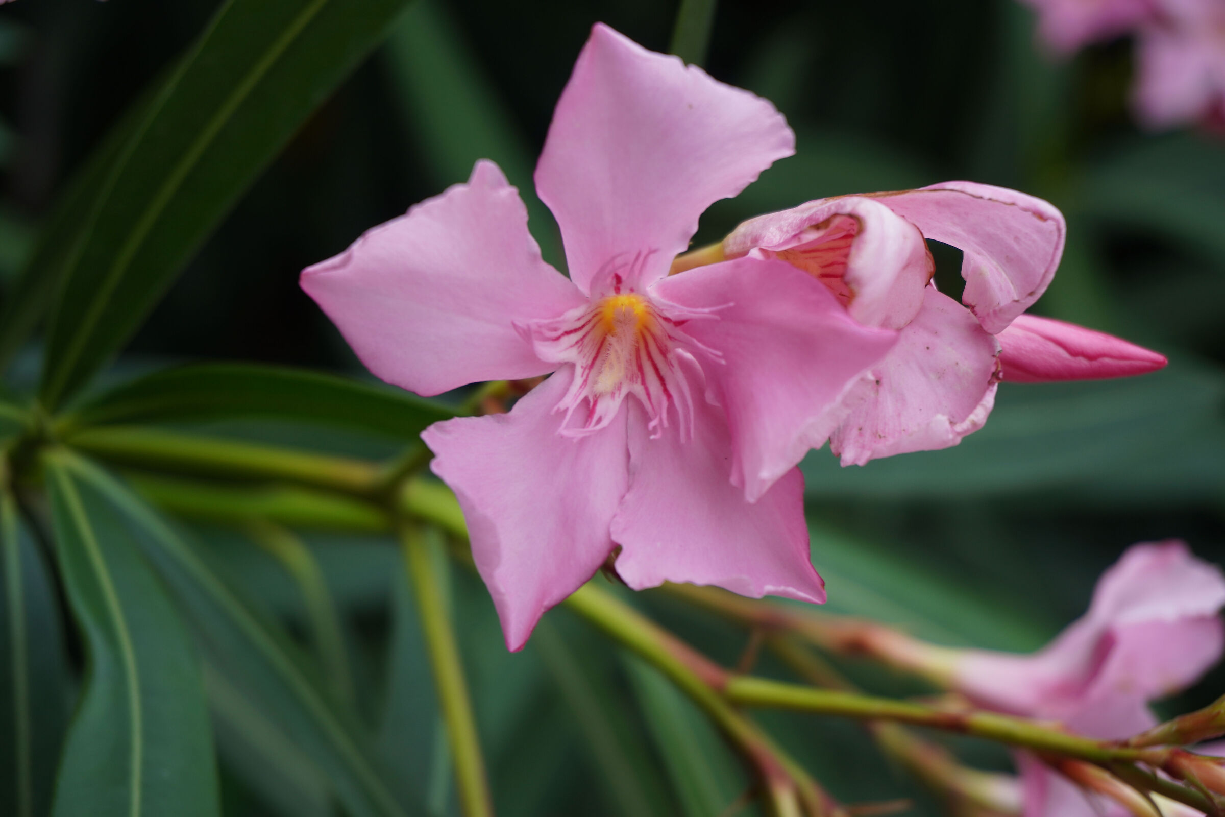 Flowers of Sardinia