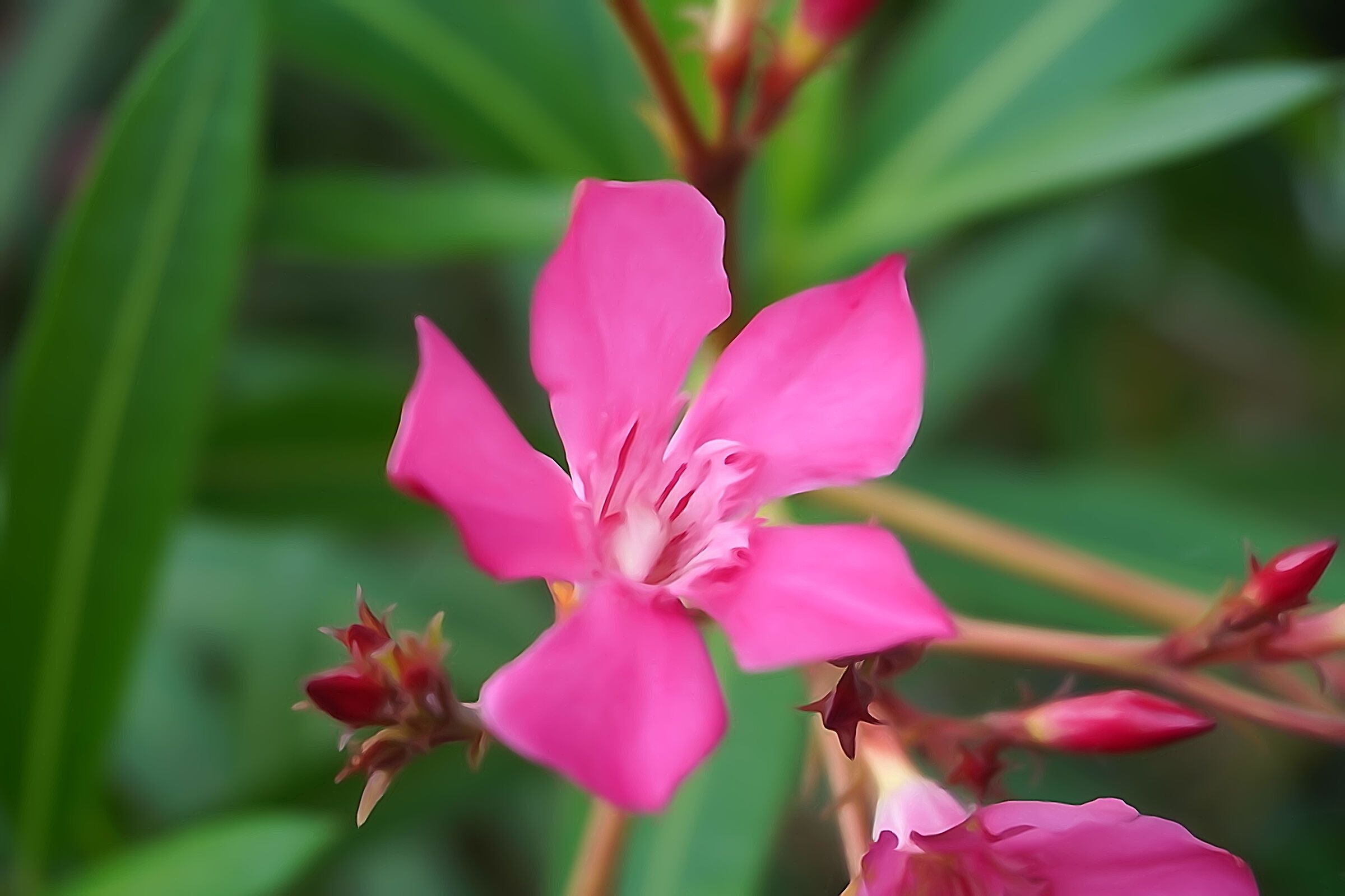 Colored oleanders