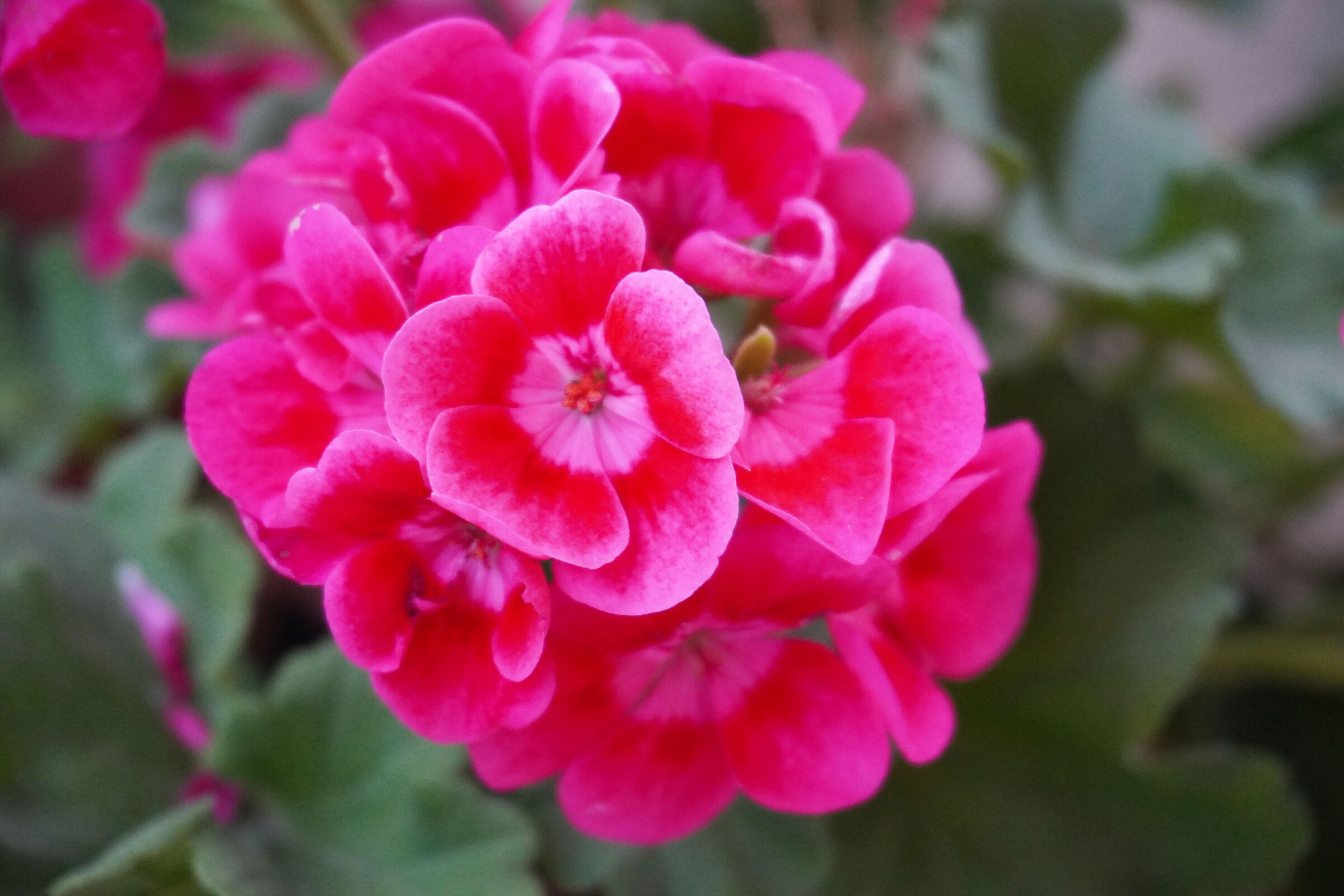 geraniums of my house