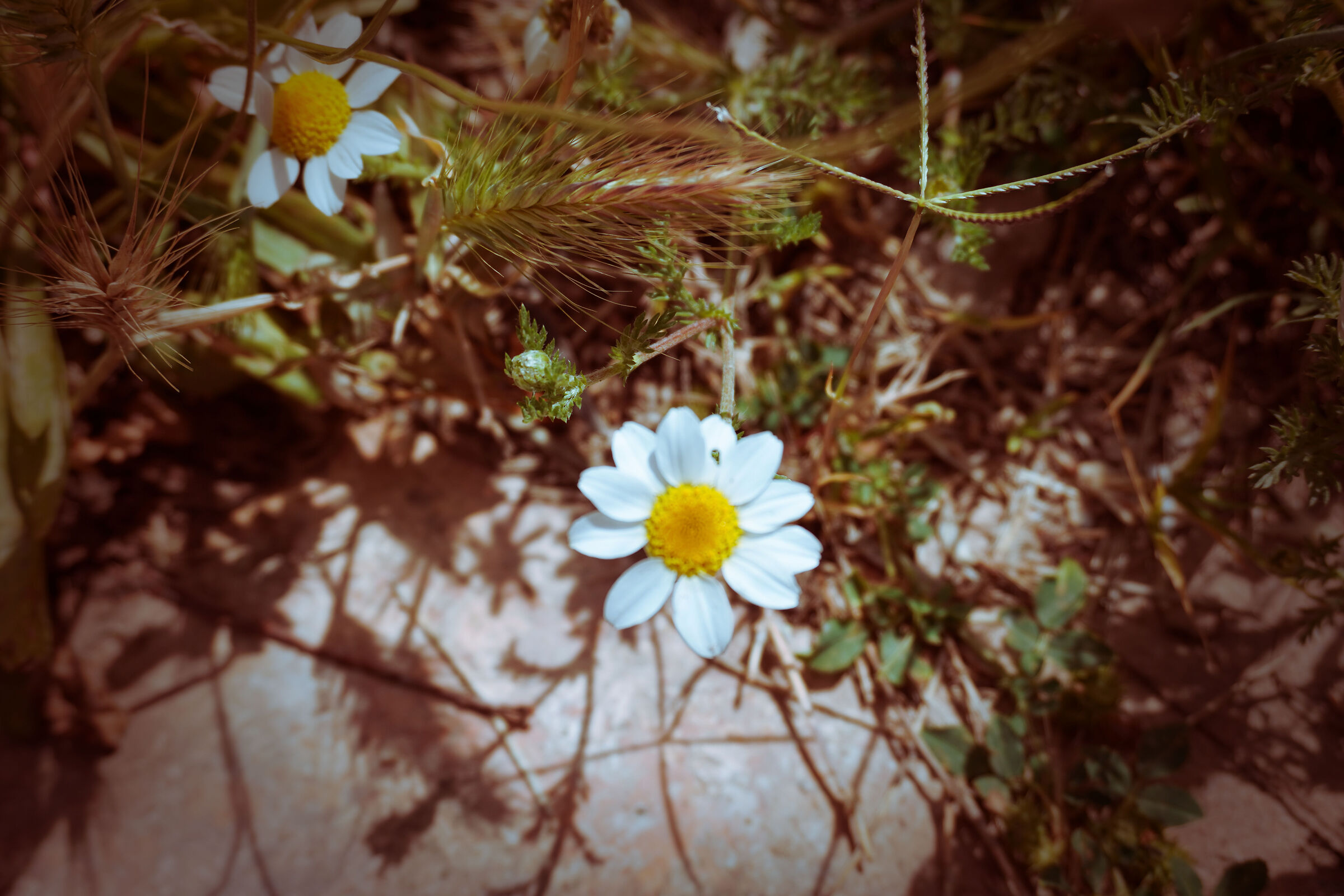 daisy