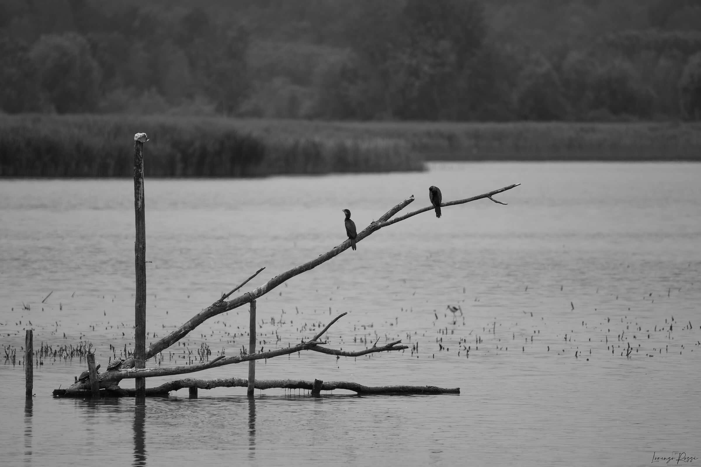 Marshes