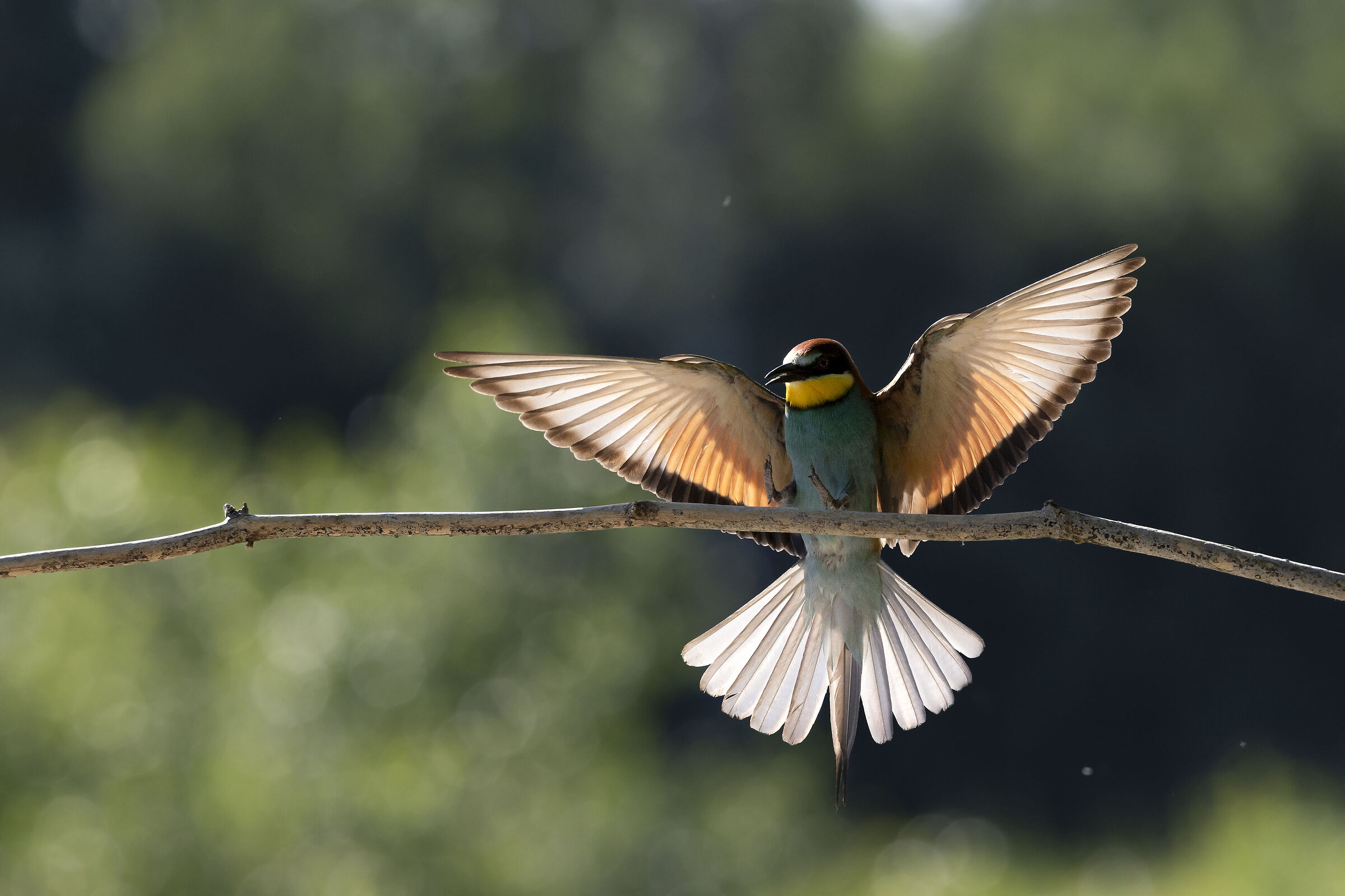 Bee-eater