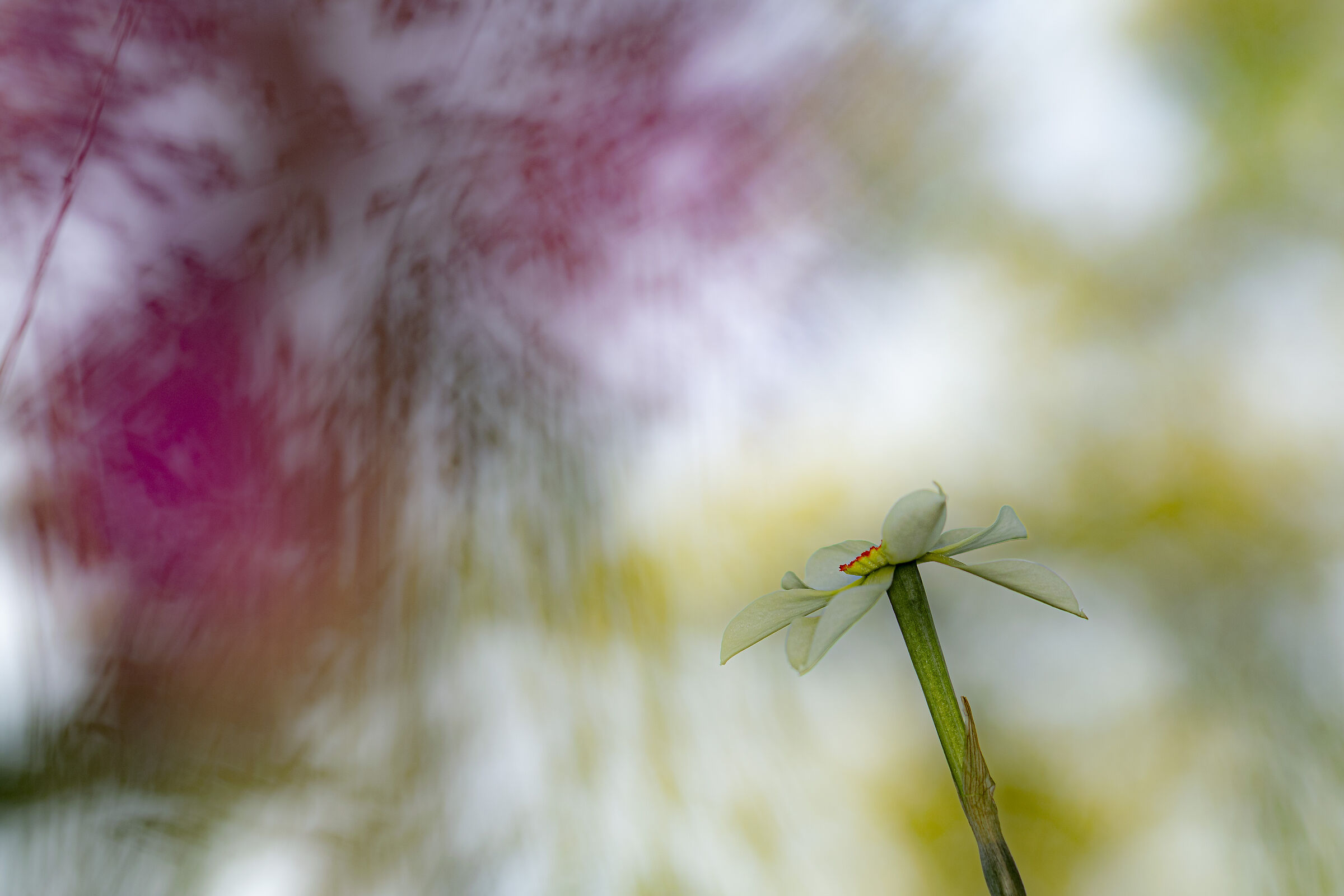 Giunchiglia spray