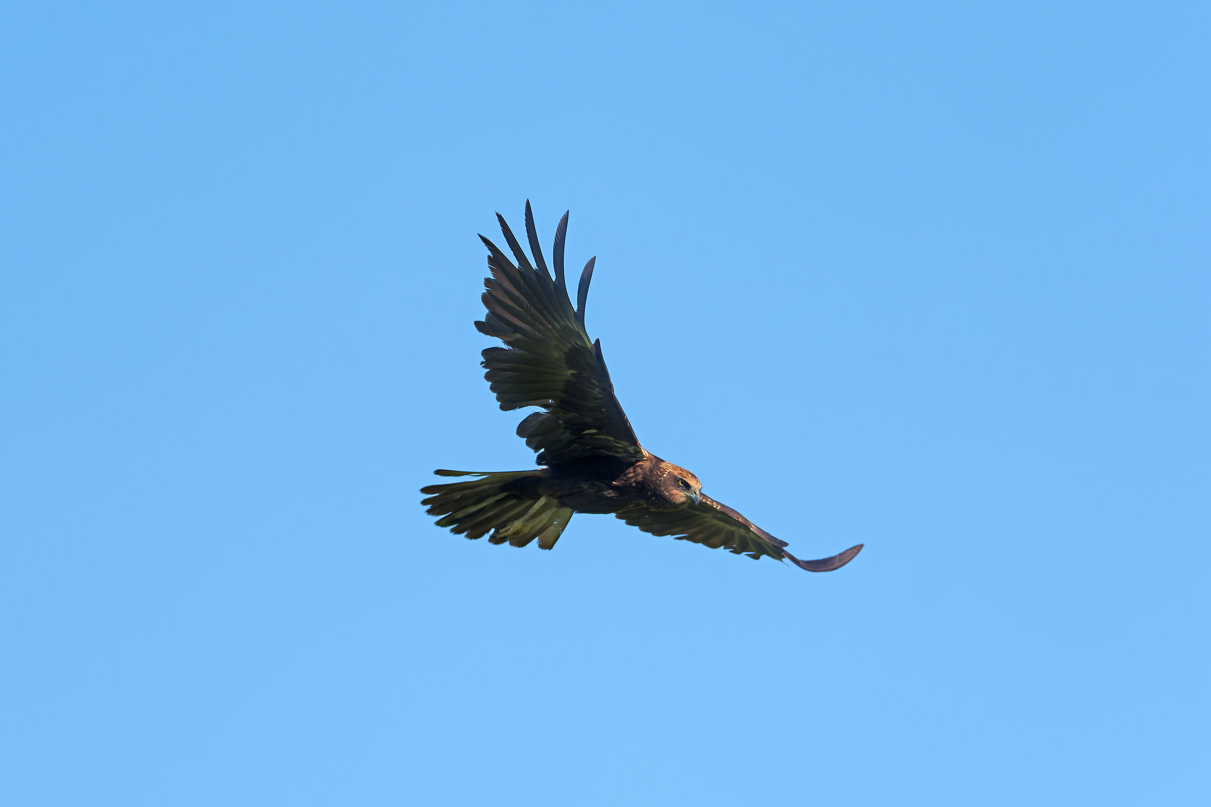 Falco di palude (f)