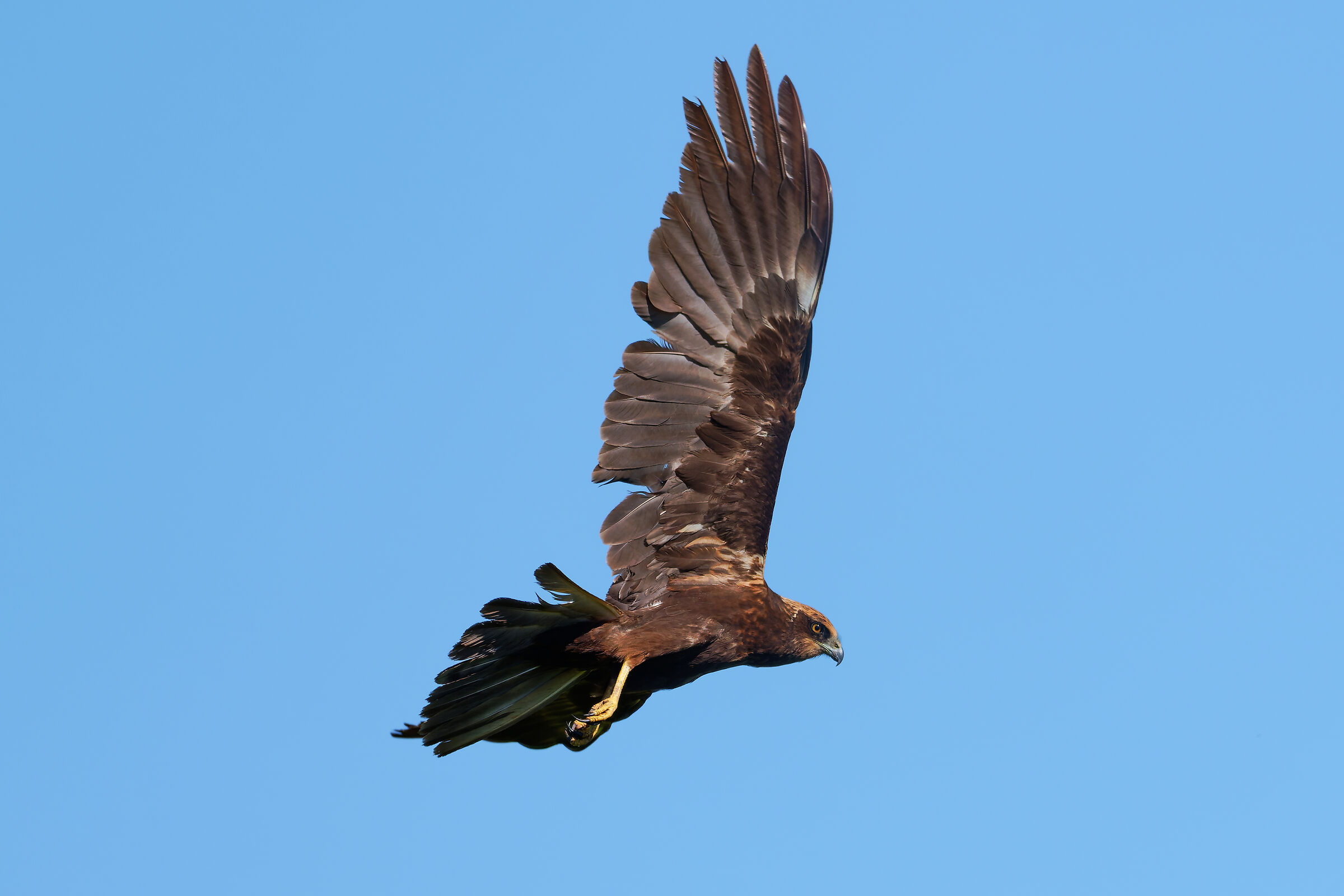 Falco di palude (f)