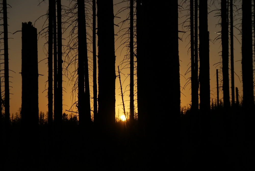Scherenschnitt Tote Tannen