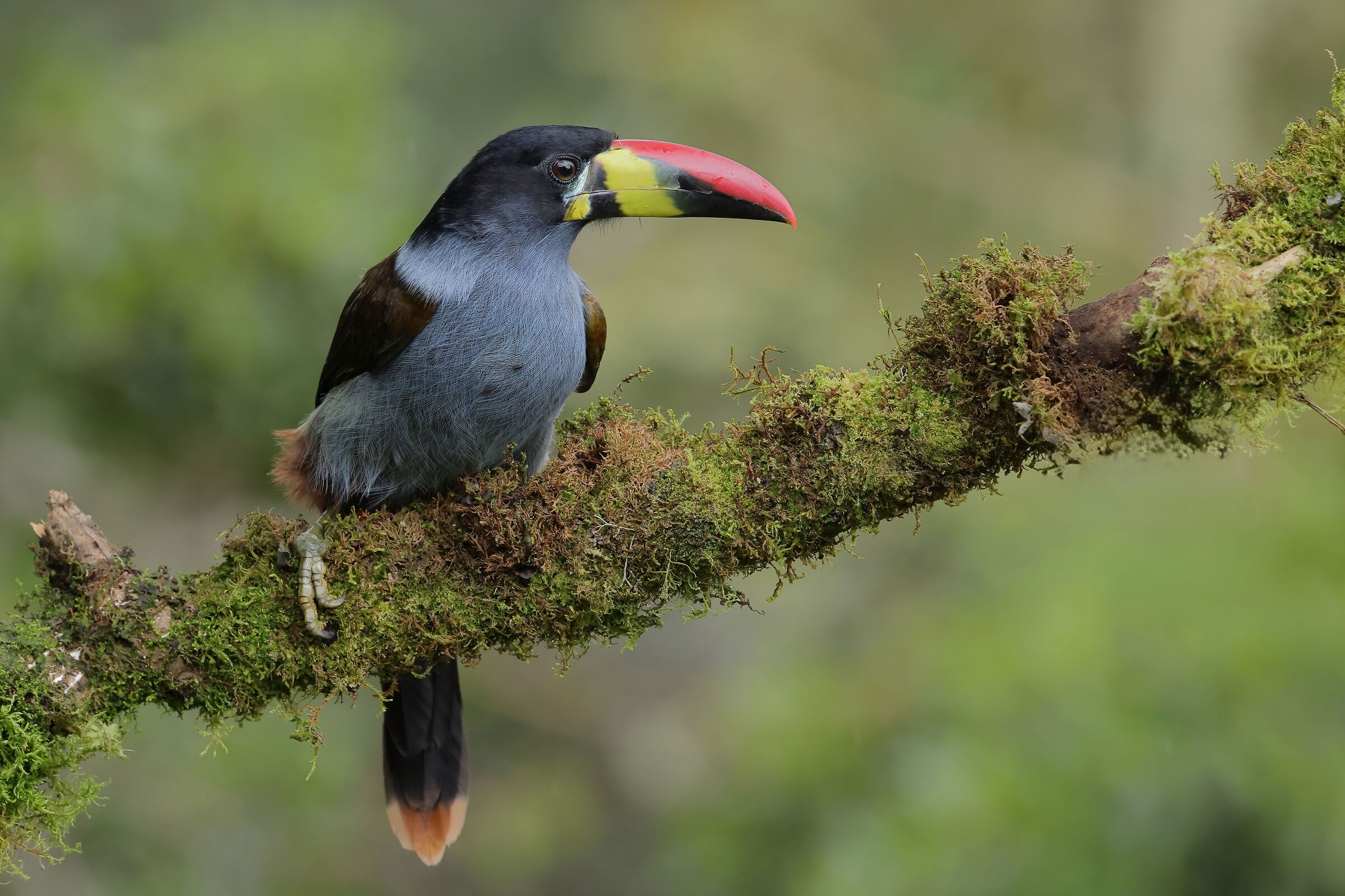 Andean beauty