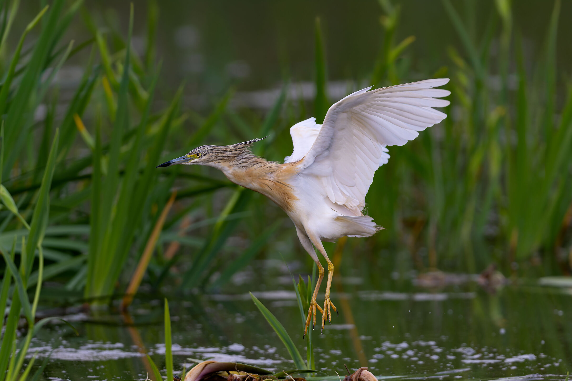 Tuft Heron