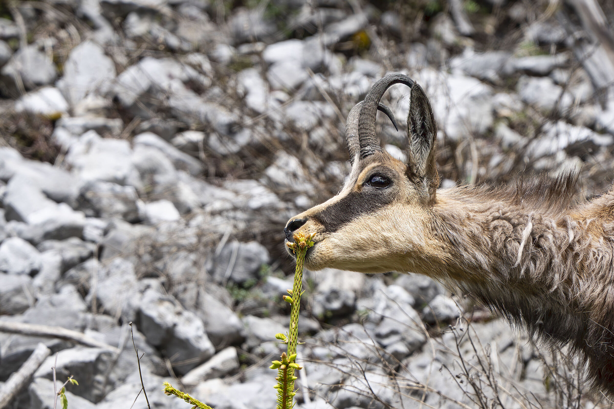 Chamois , Carnic Alps