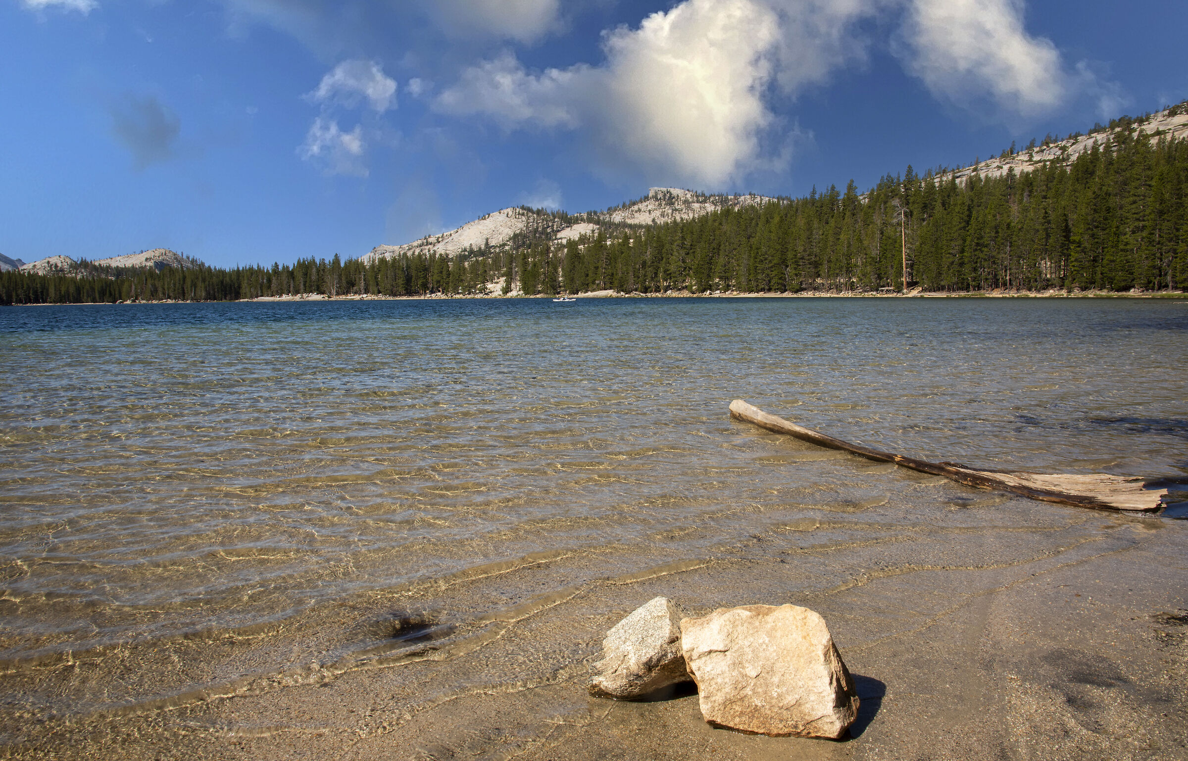 American landscapes and flora