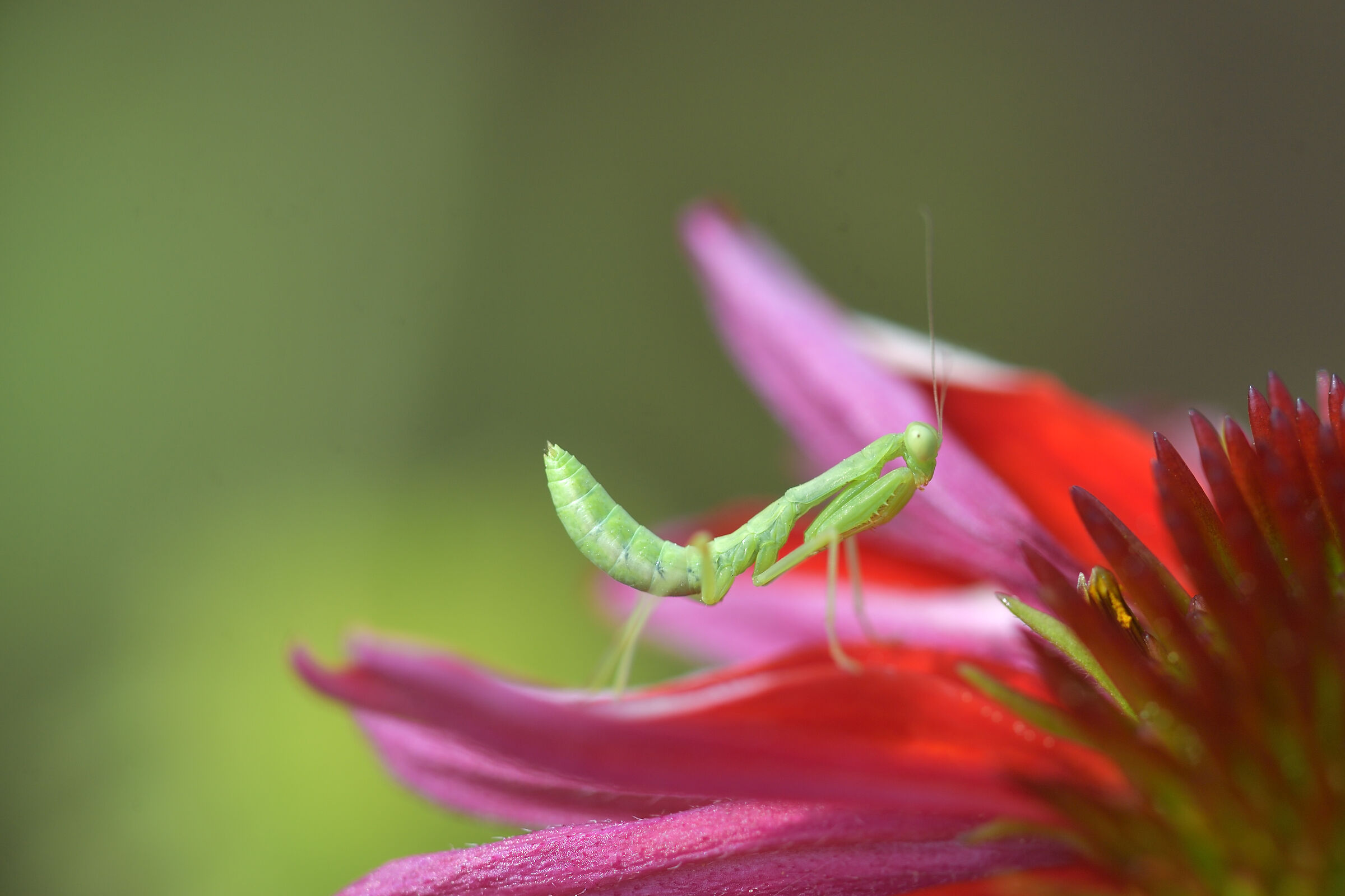 Little Mantis