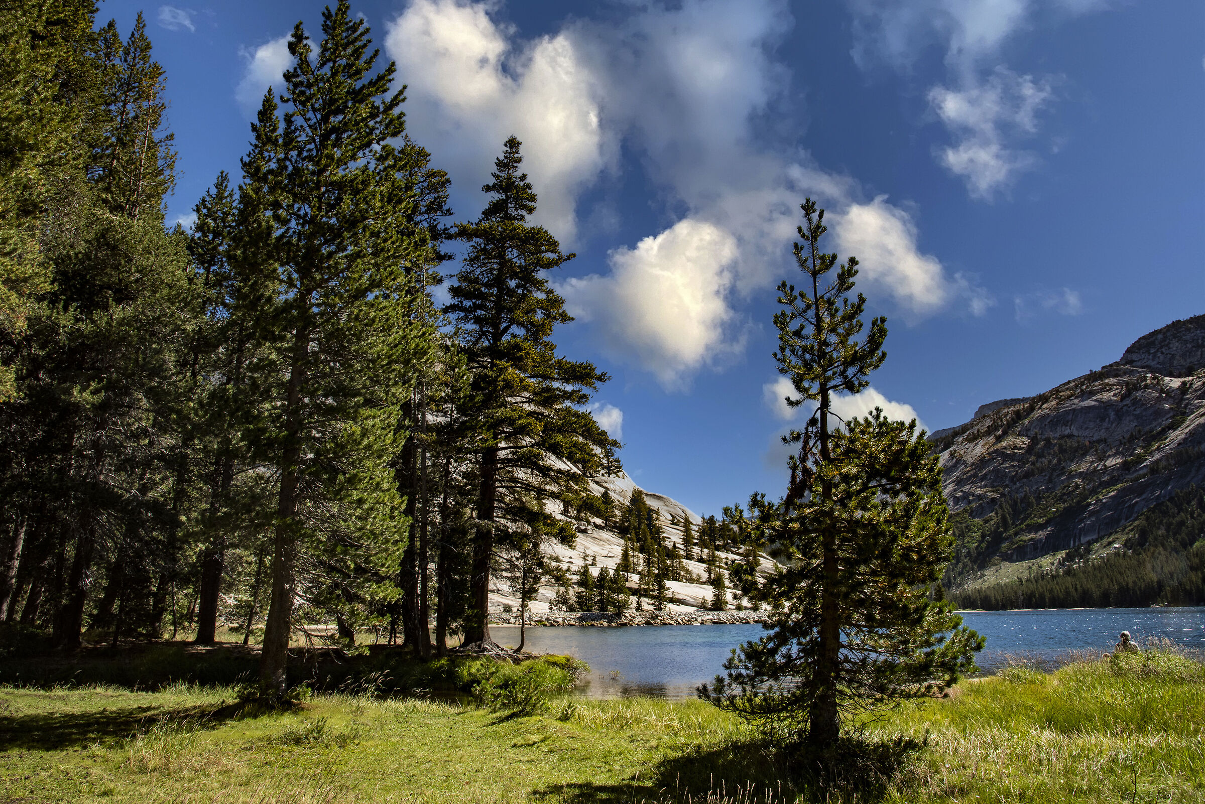 American landscapes and flora