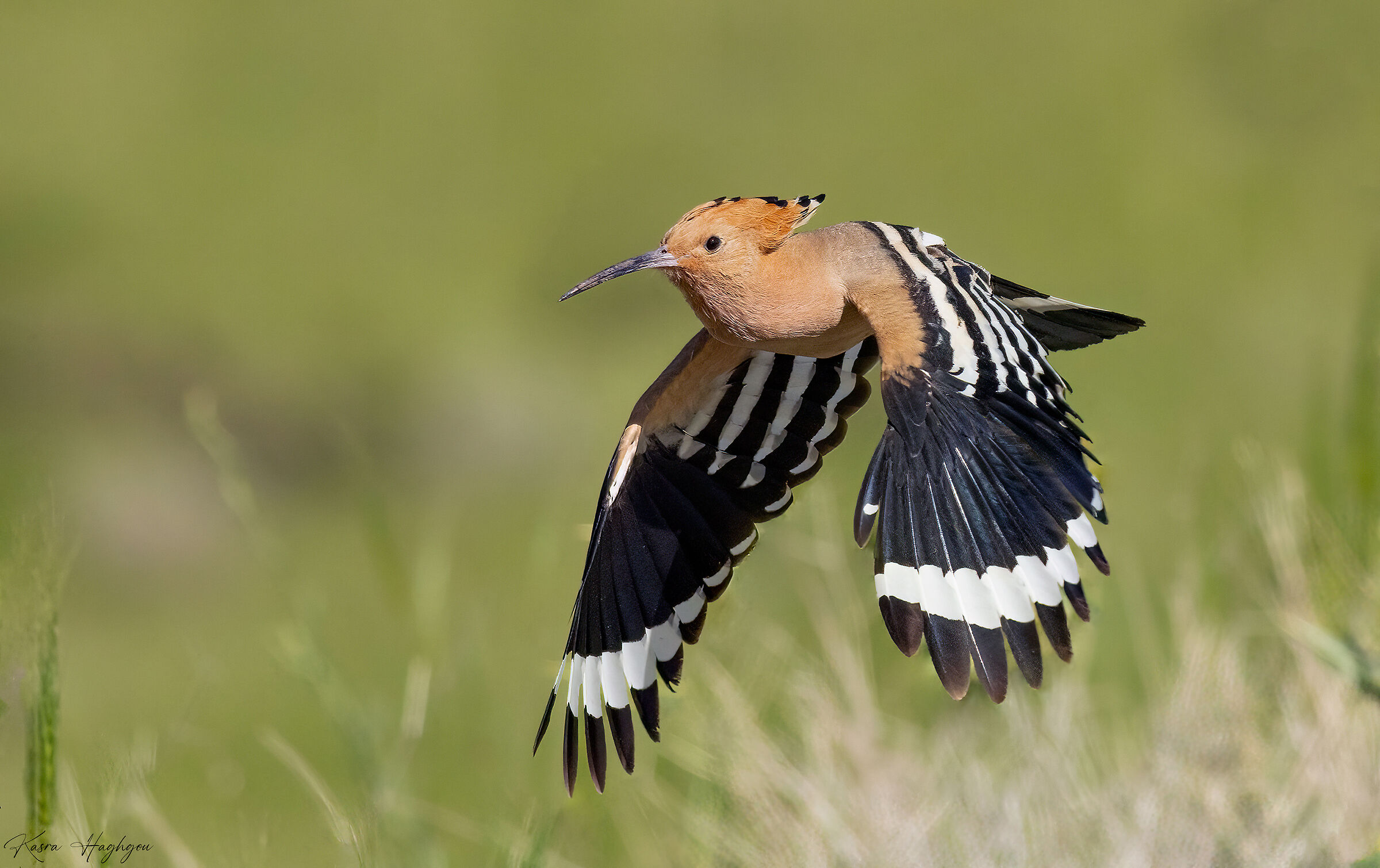 Eurasian hoopoe