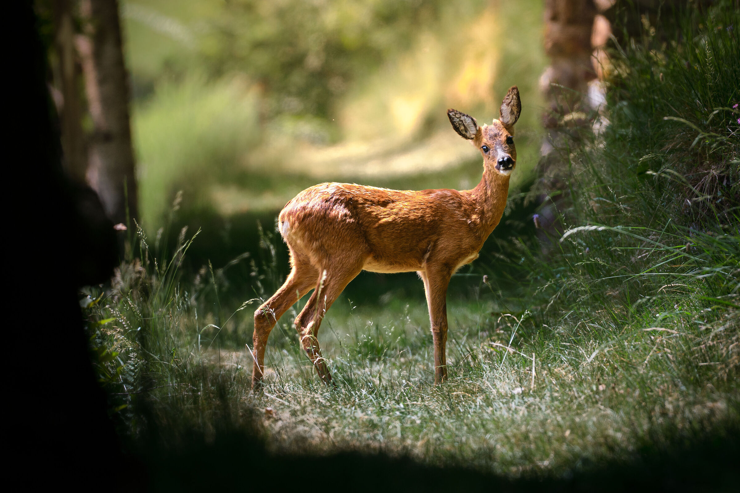 Unexpected encounters