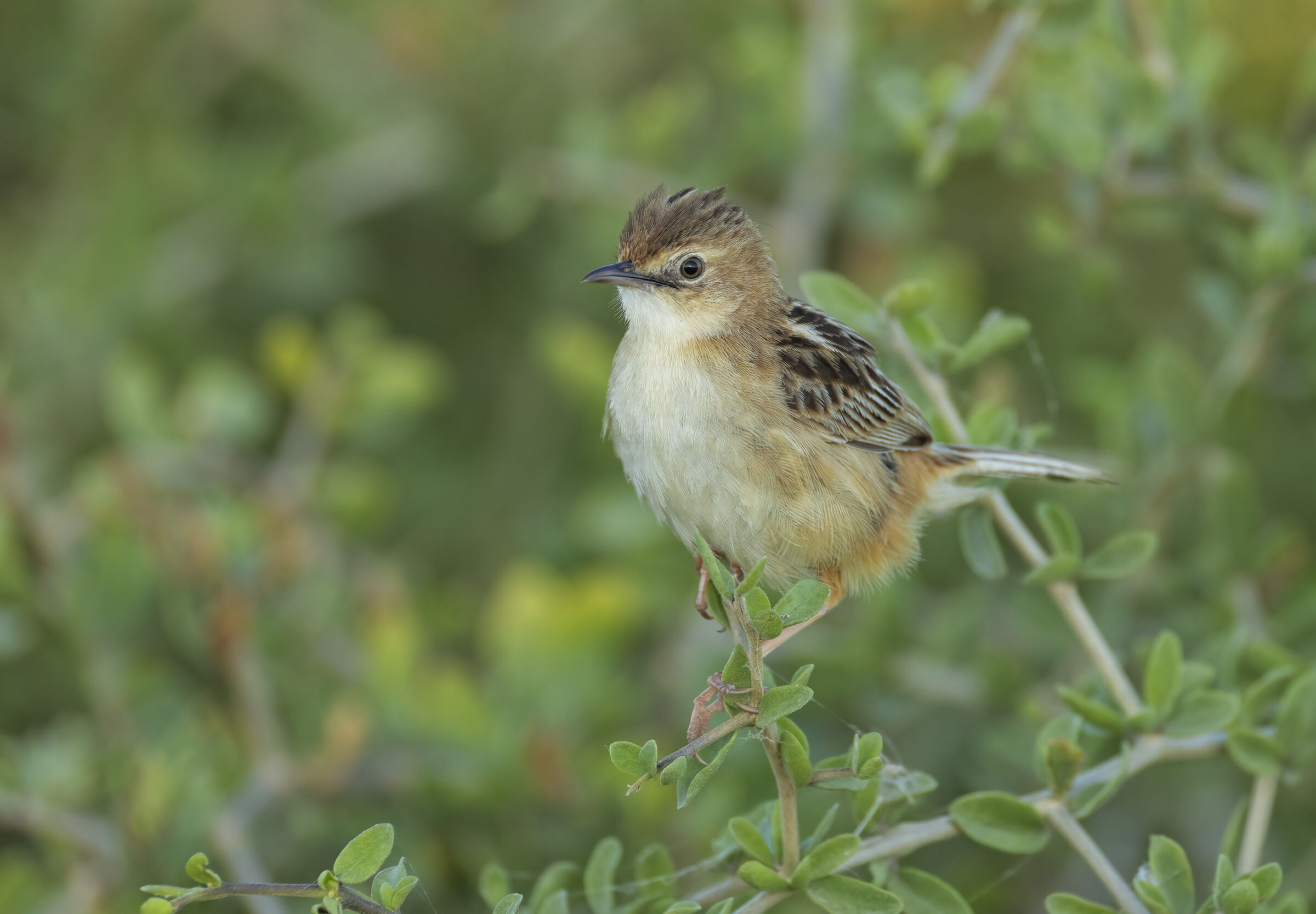 beccamoschino (cisticola juncidis)