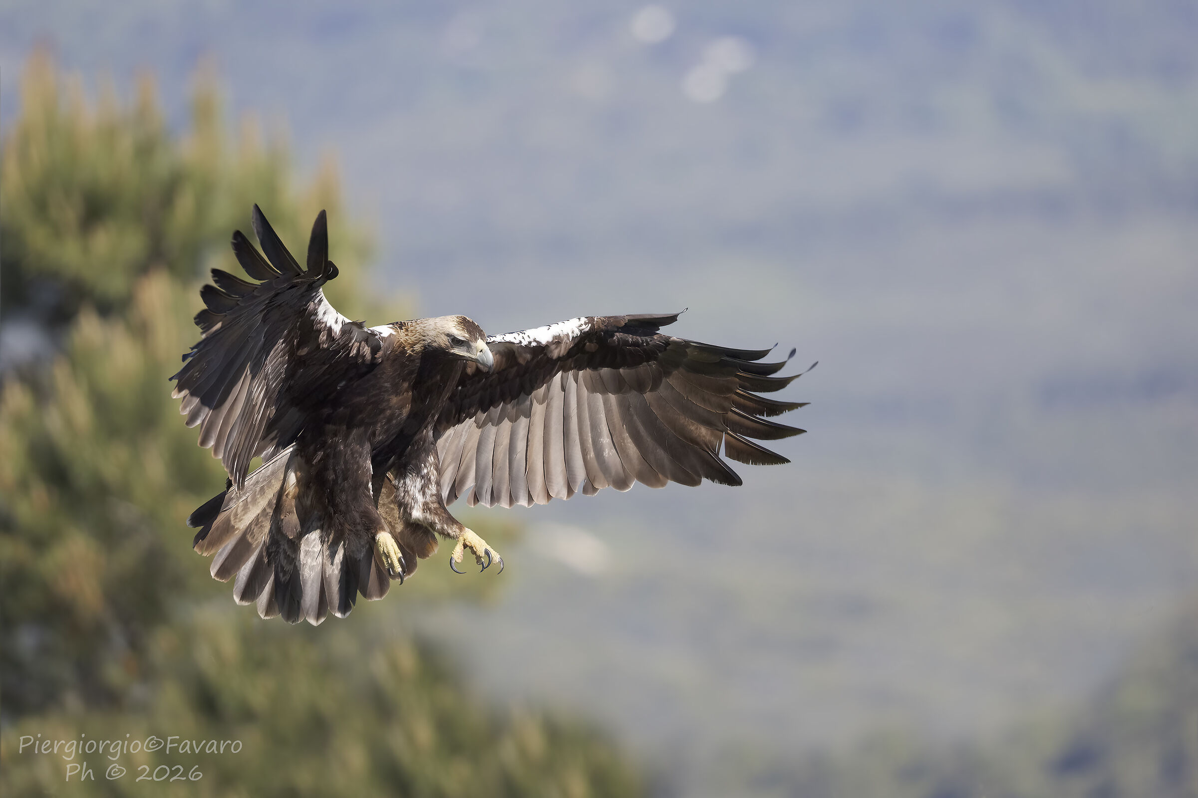 Iberian imperial eagle.