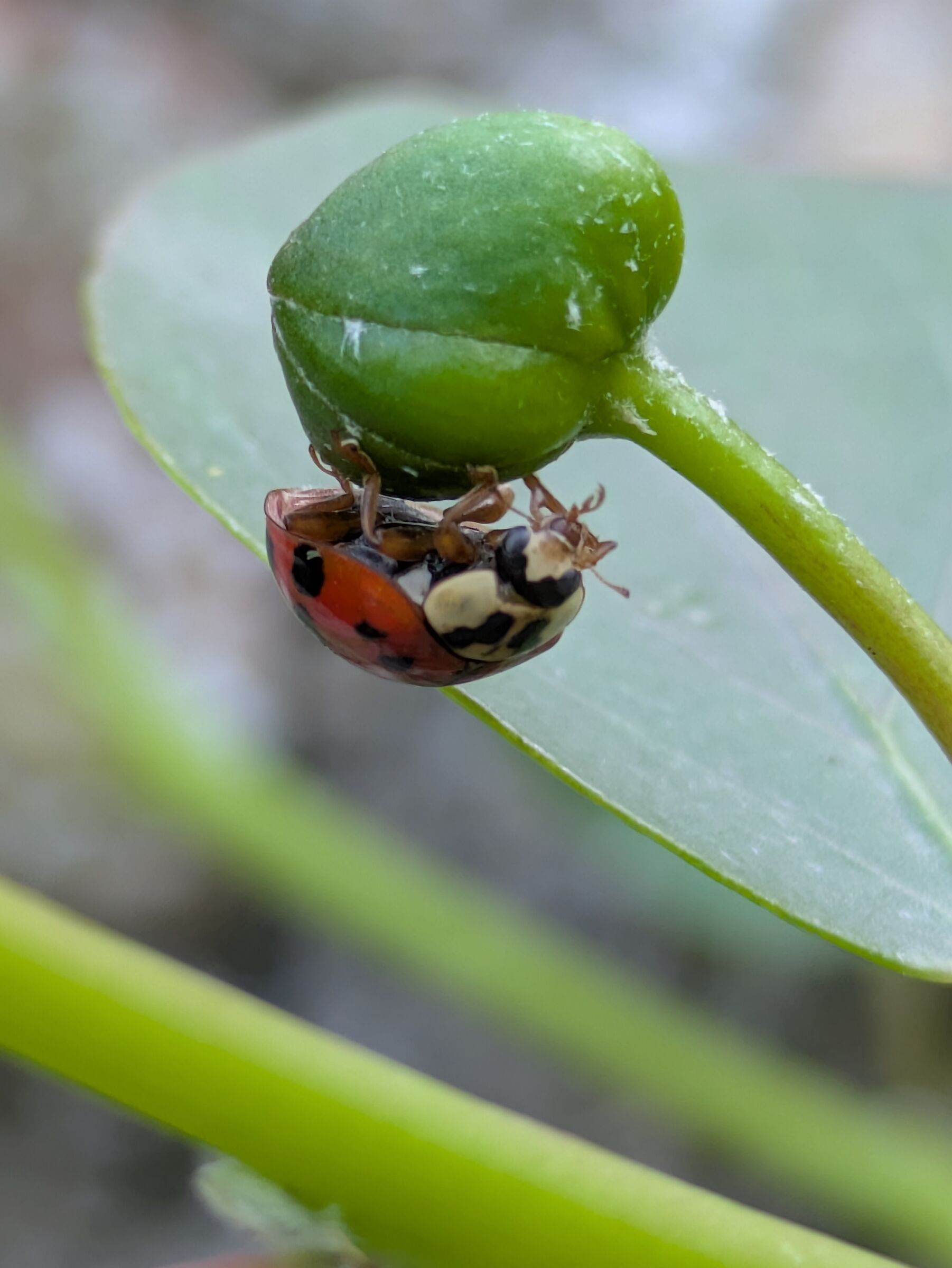 Ladybug greedy for capers