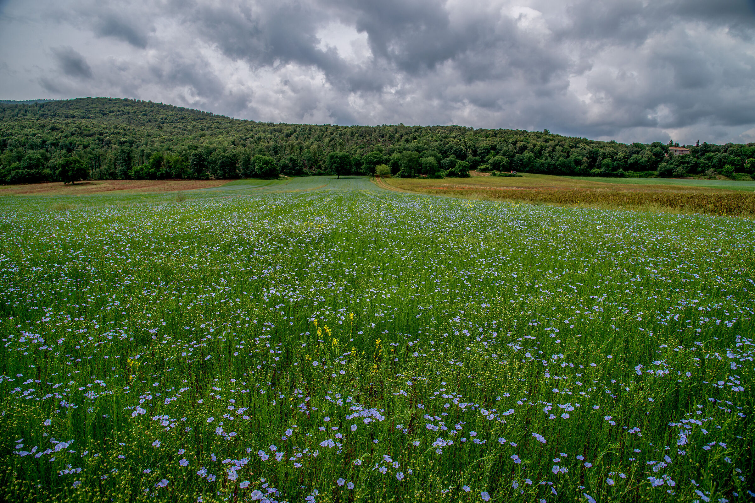 campo di lino.