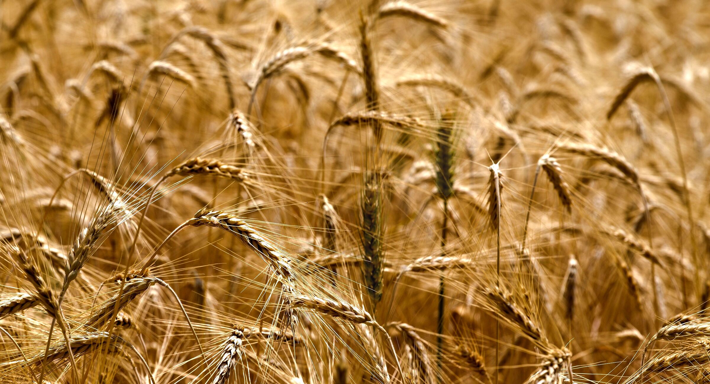L'oro silenzioso