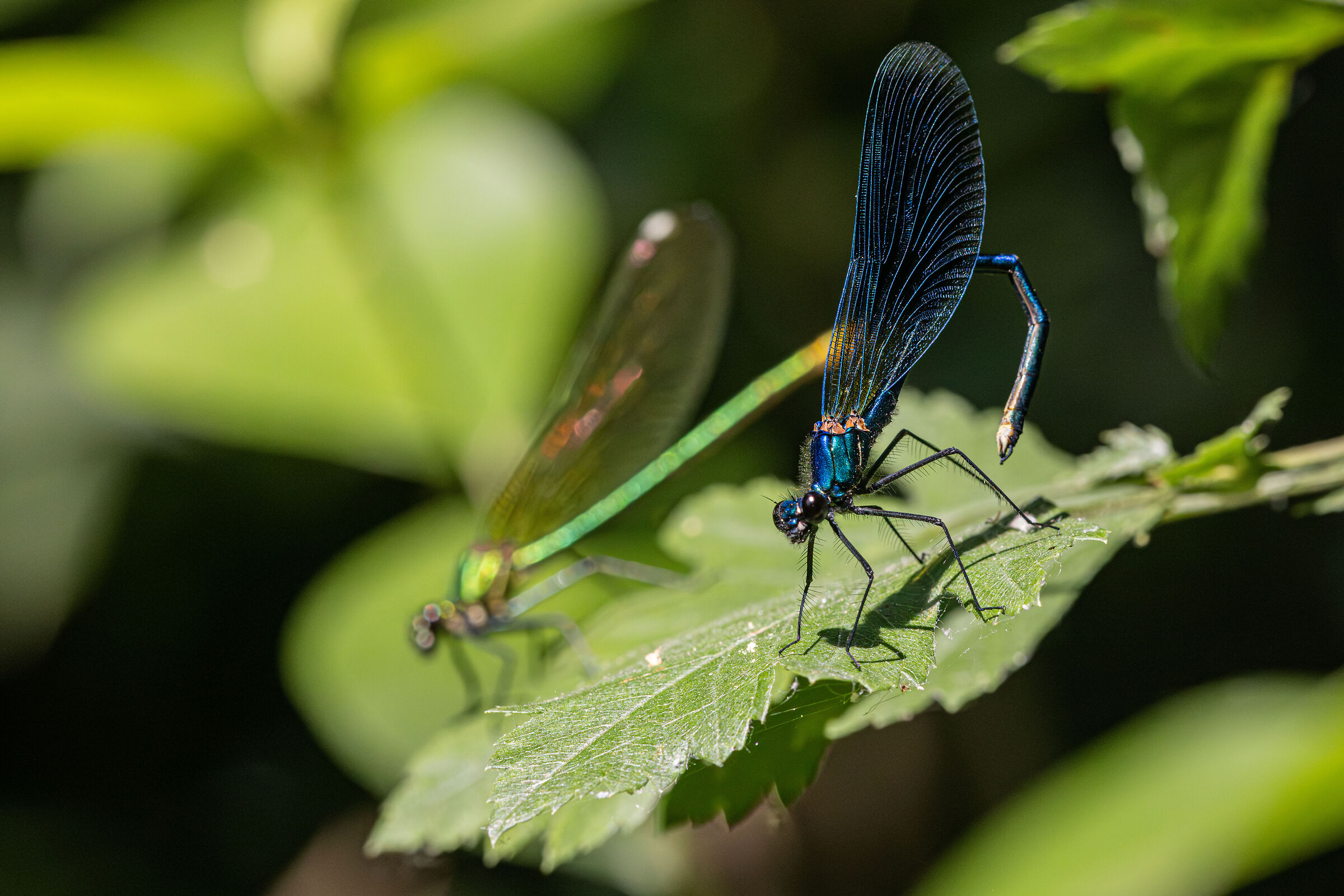 Calopteryx virgo - Male