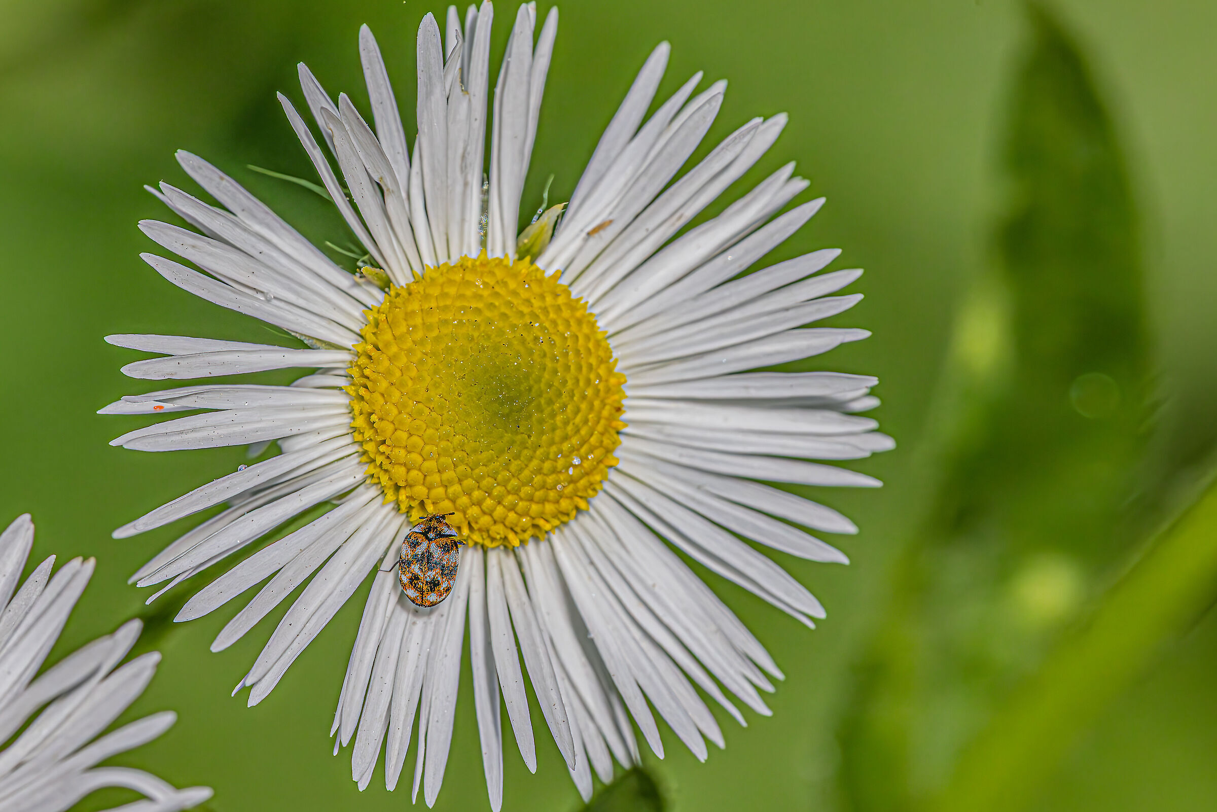 Anthrenus verbasci - Carpet beetle