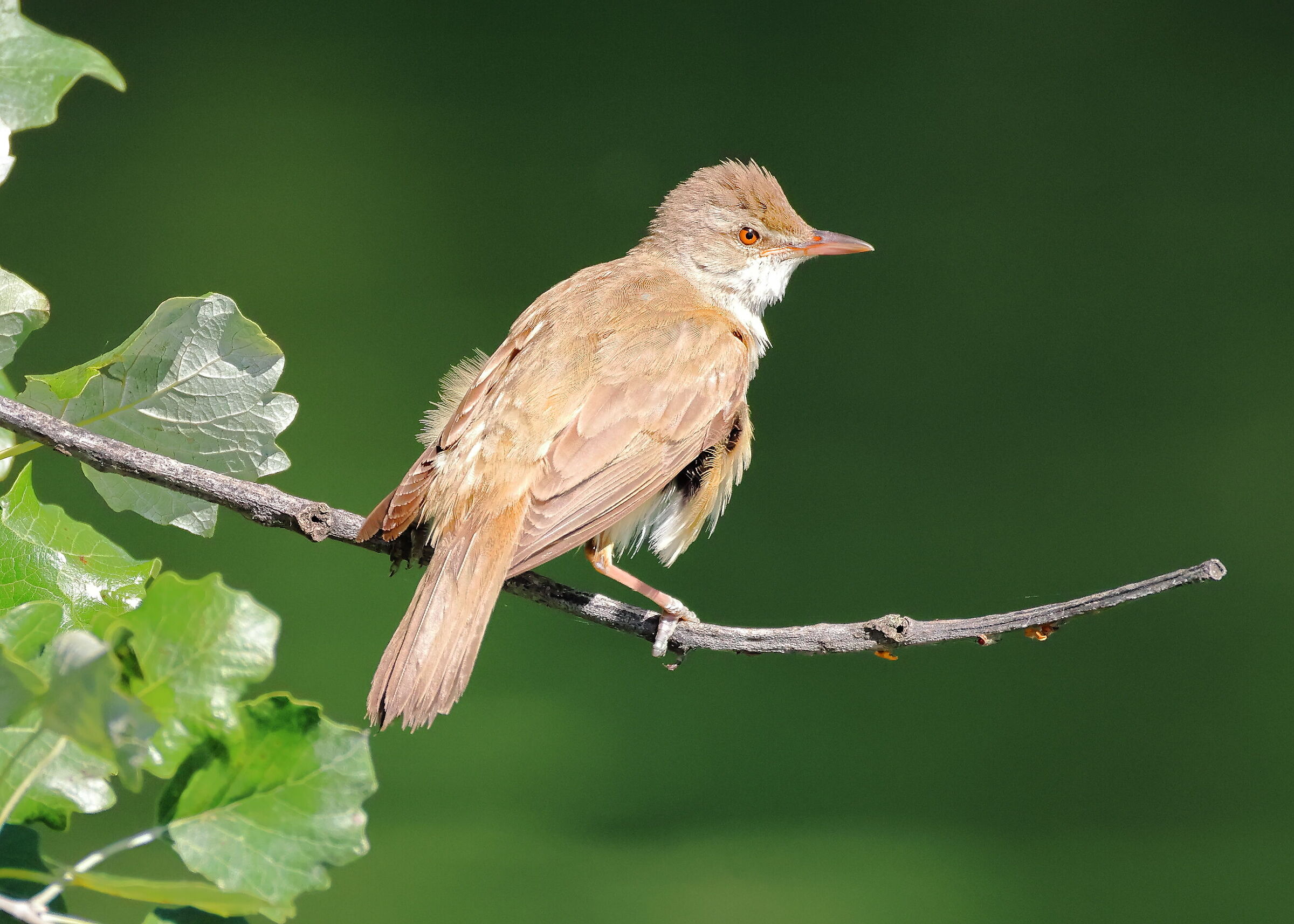 Reed Warbler