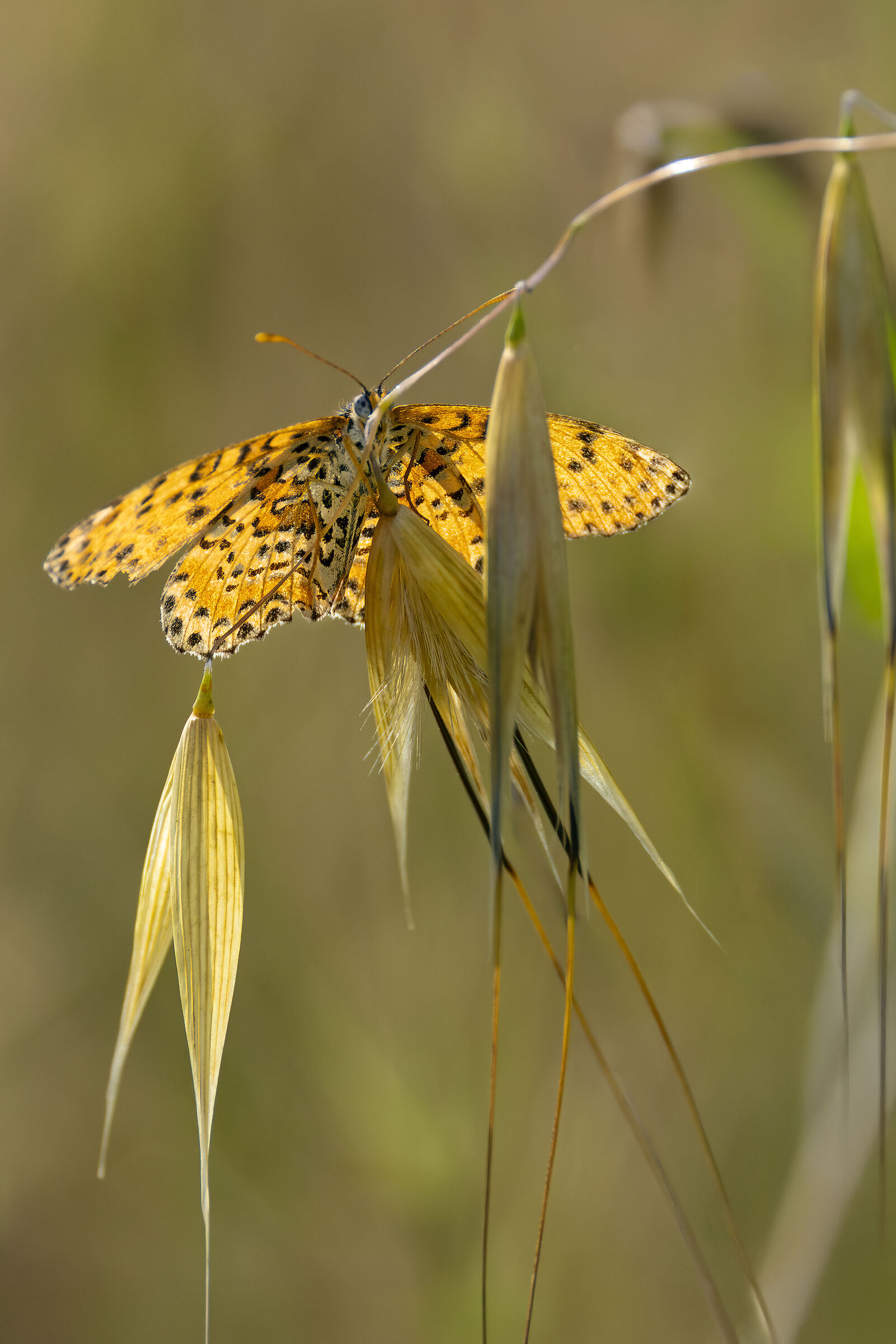 Boloria Selene
