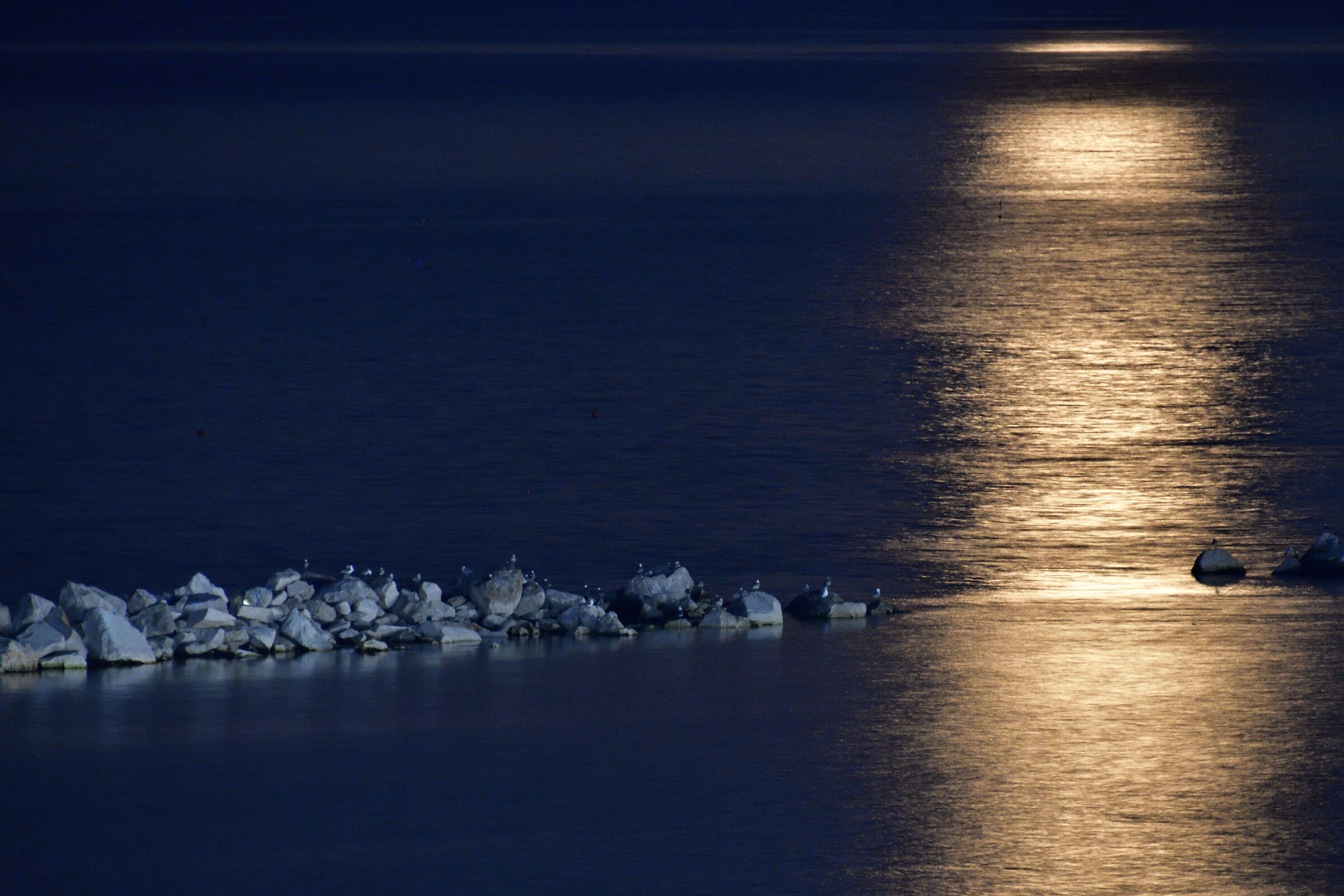In the Moonlight