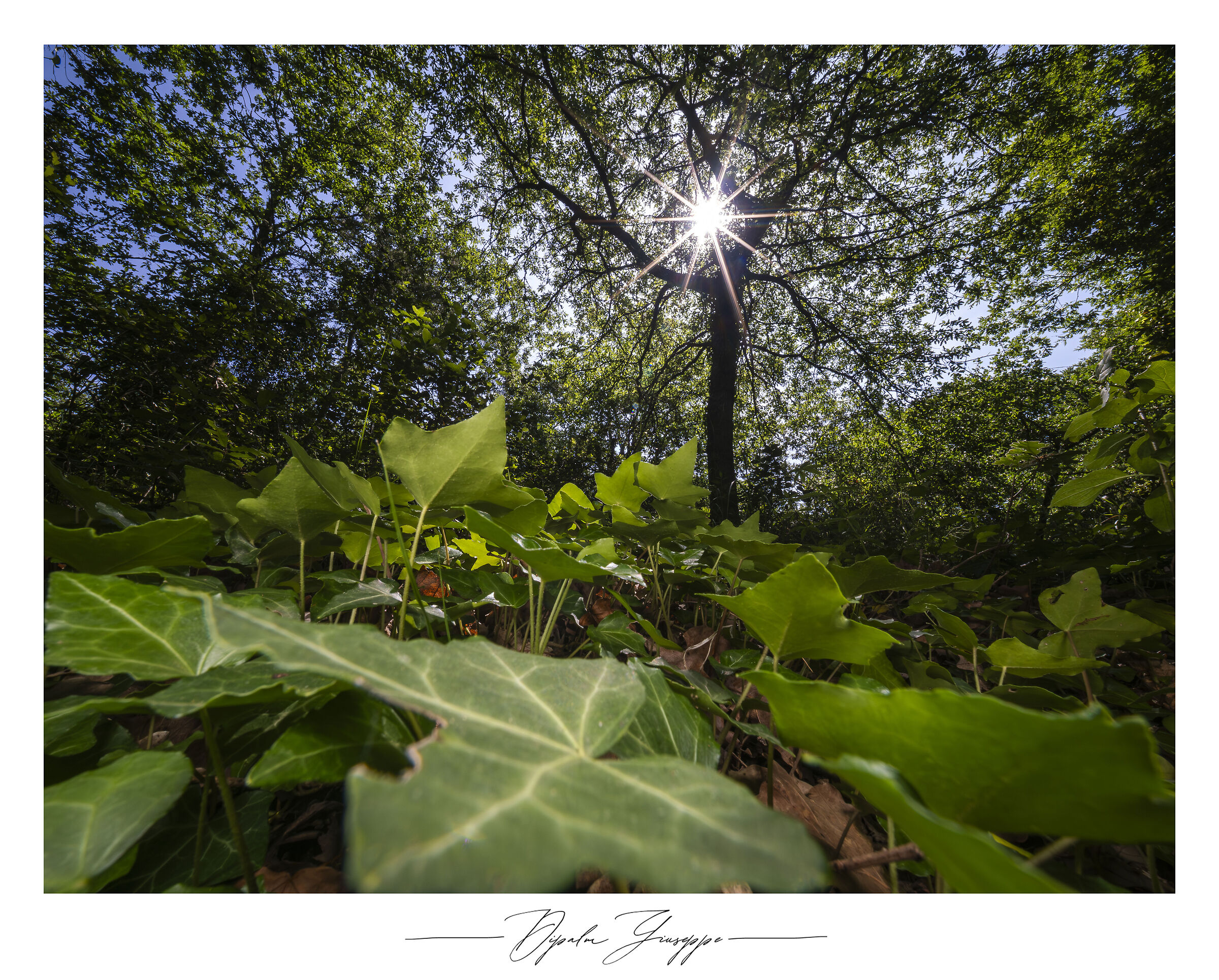 The Surrounding Green