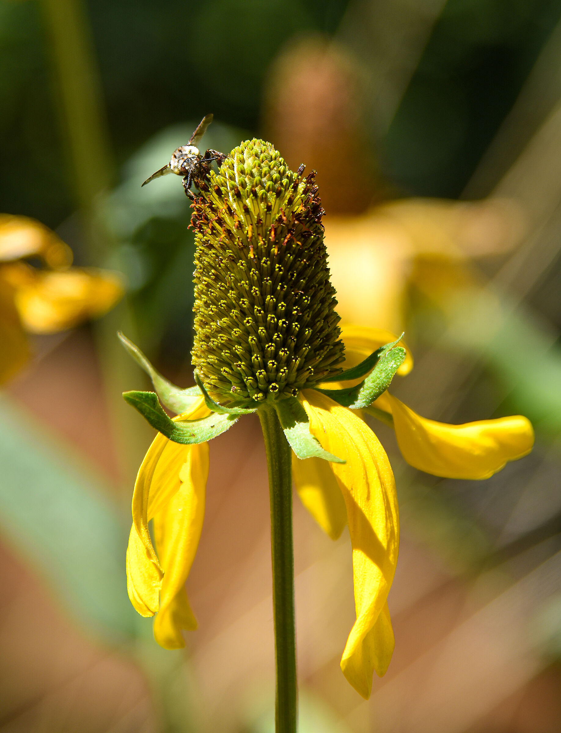 paesaggi e flora americana