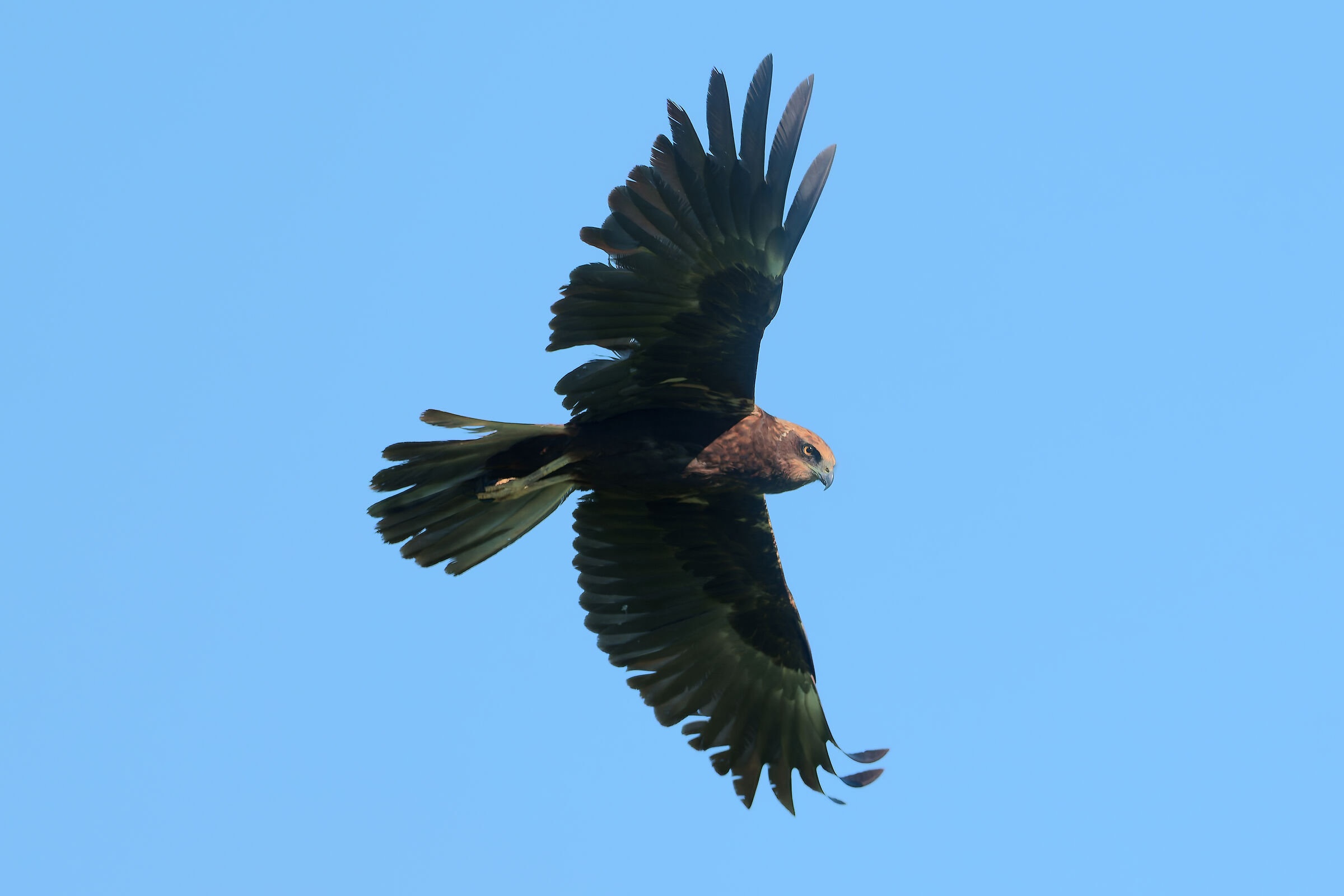 Falco di palude (f)