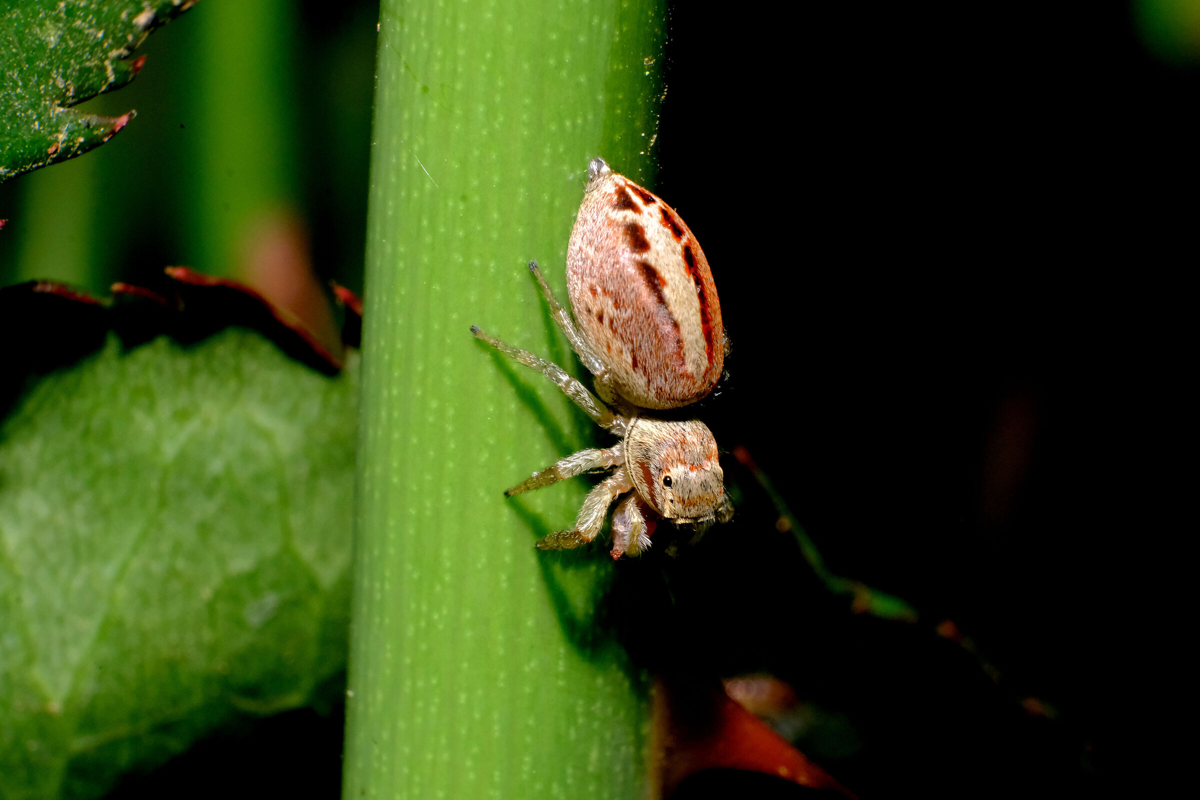 jumping spider