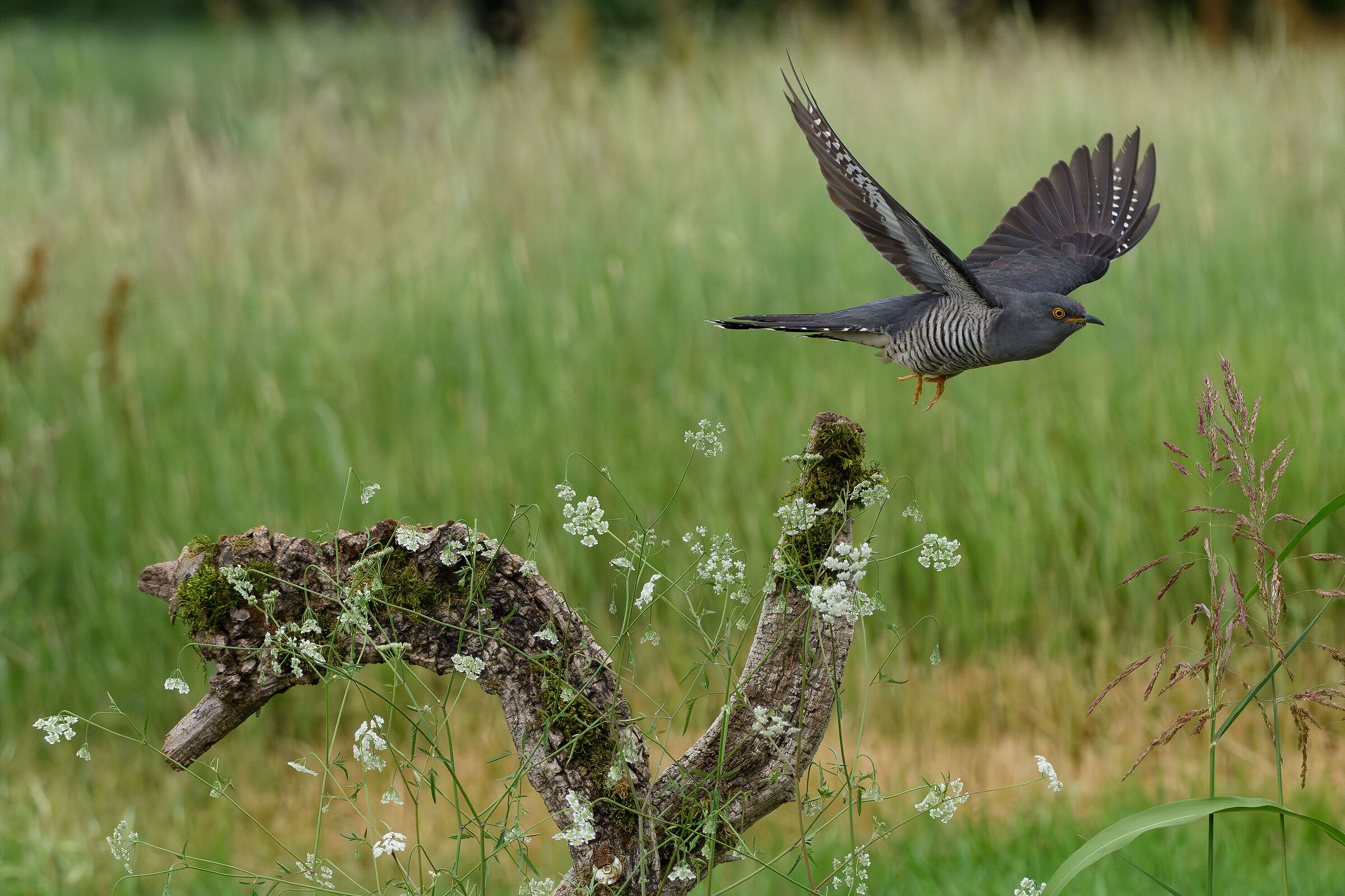Cuckoo