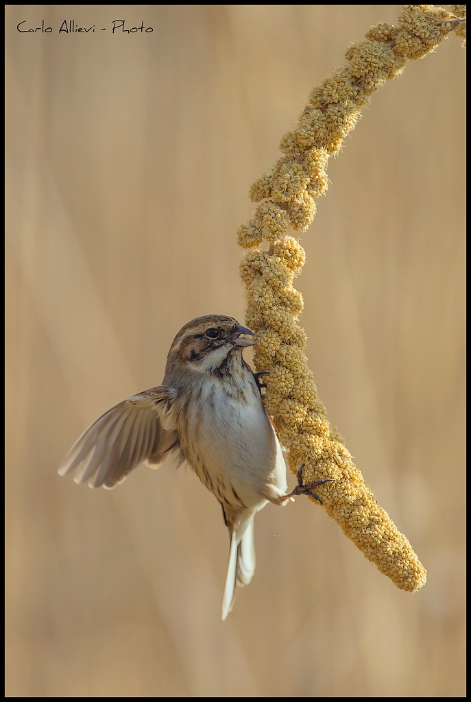 Migliarino di Palude