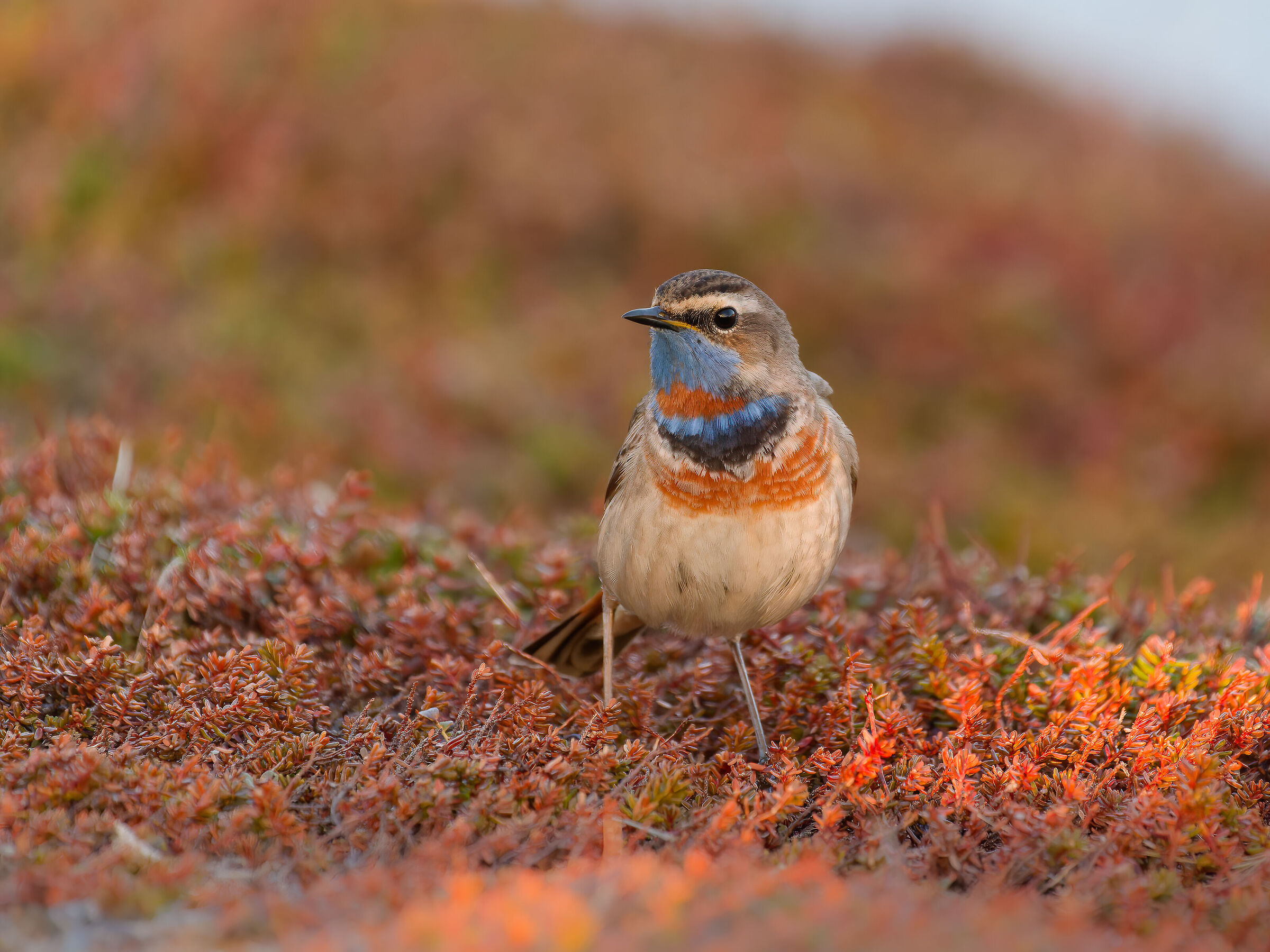 Bluecomb in the Norwegian tundra