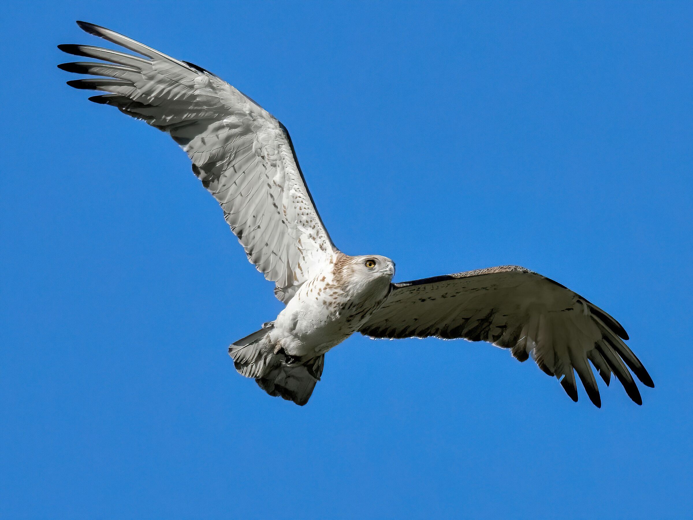 Short-toed Eagle (Circaetus gallicus)