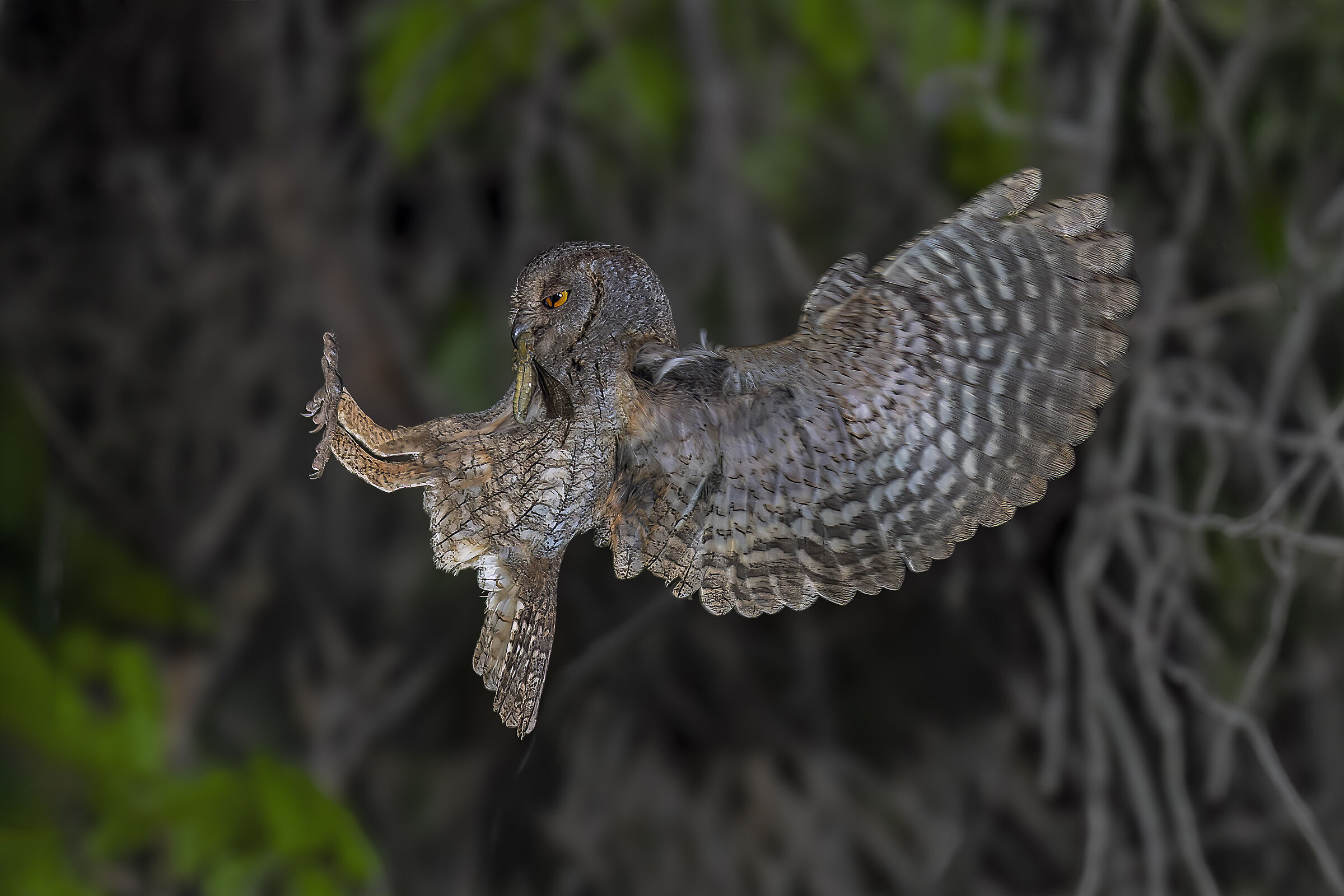 Scops owl with prey