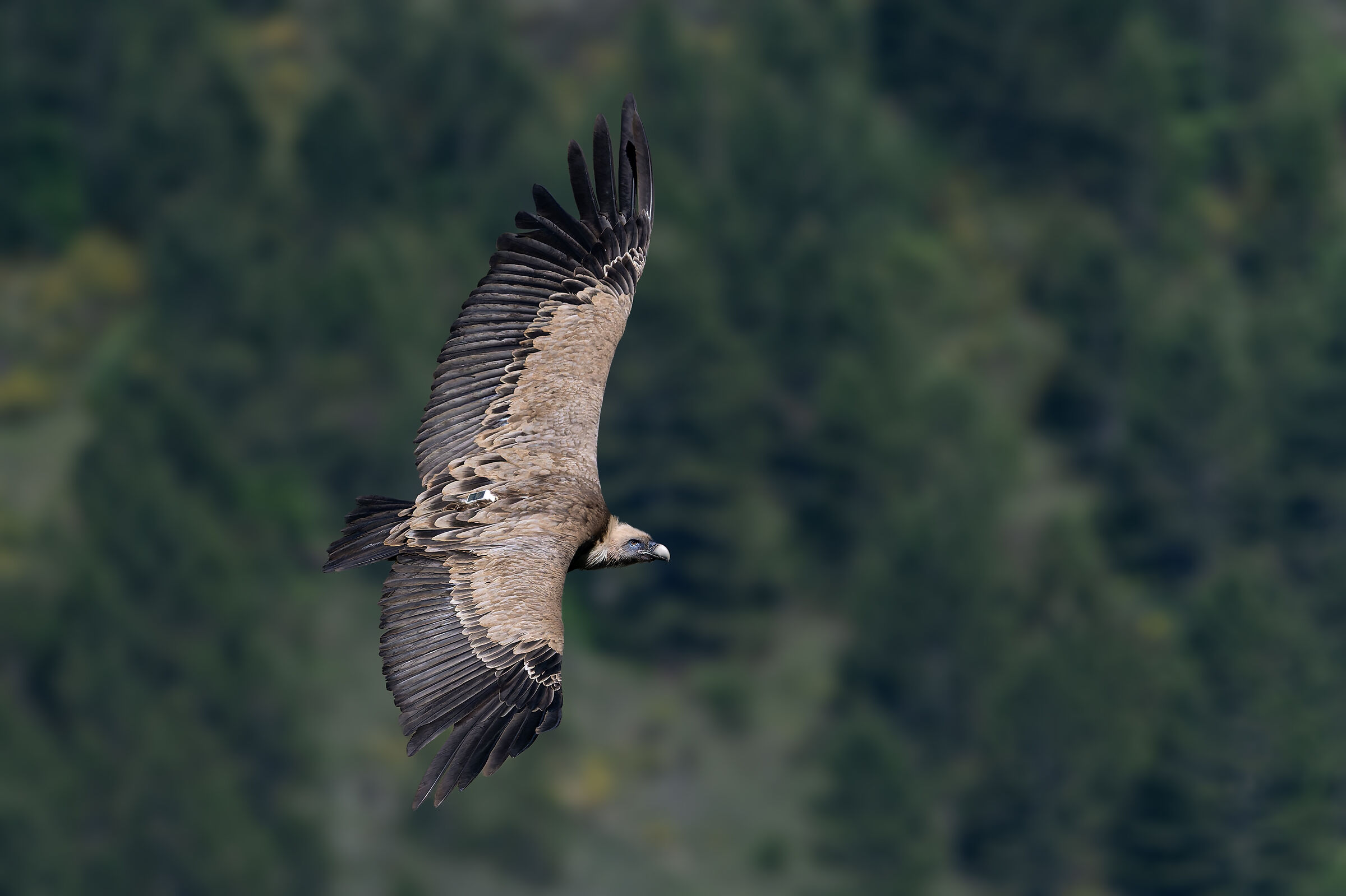 Griffin-Parc naturel régional des Baronnies Provençales