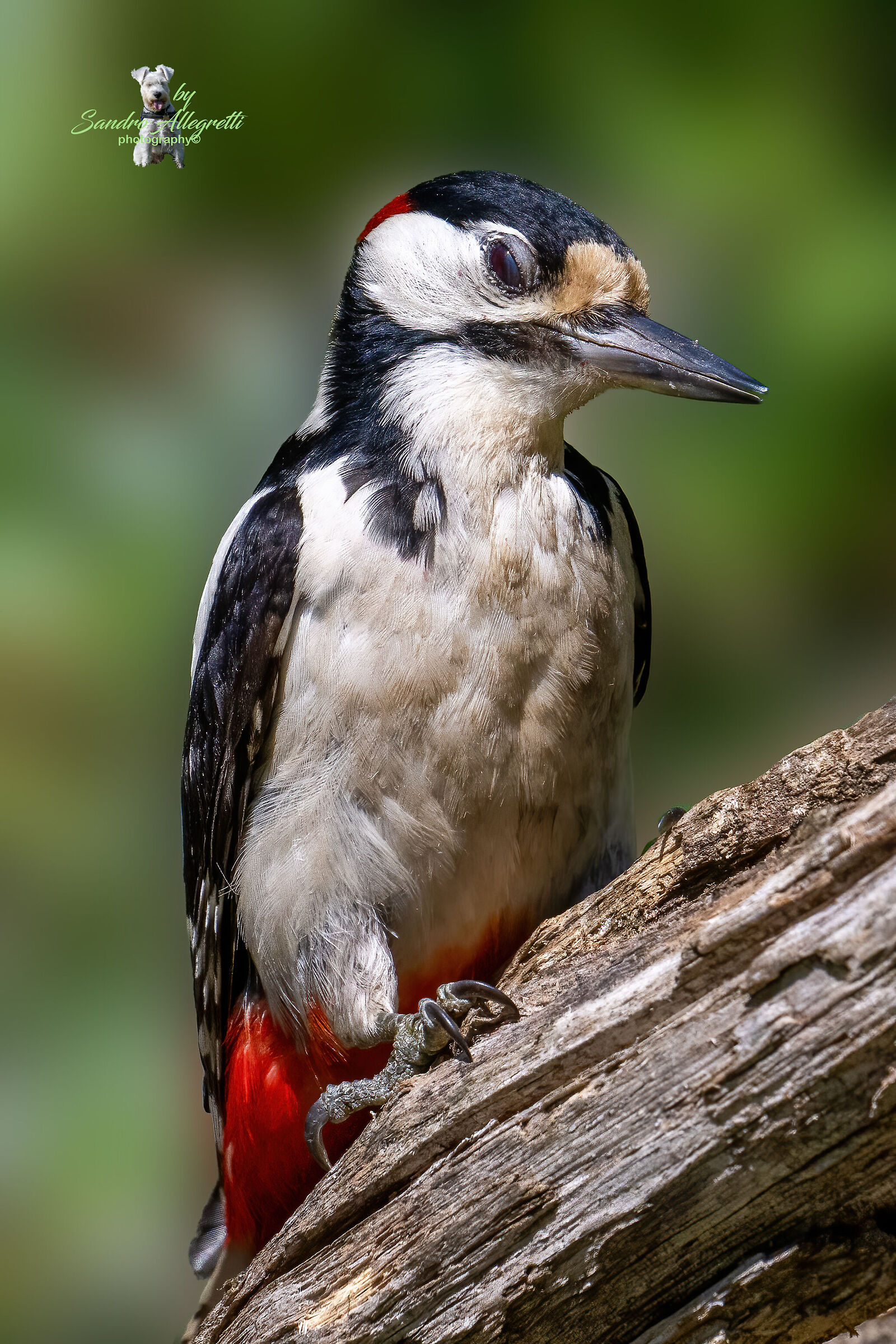 Il picchio rosso maggiore (Dendrocopos major)