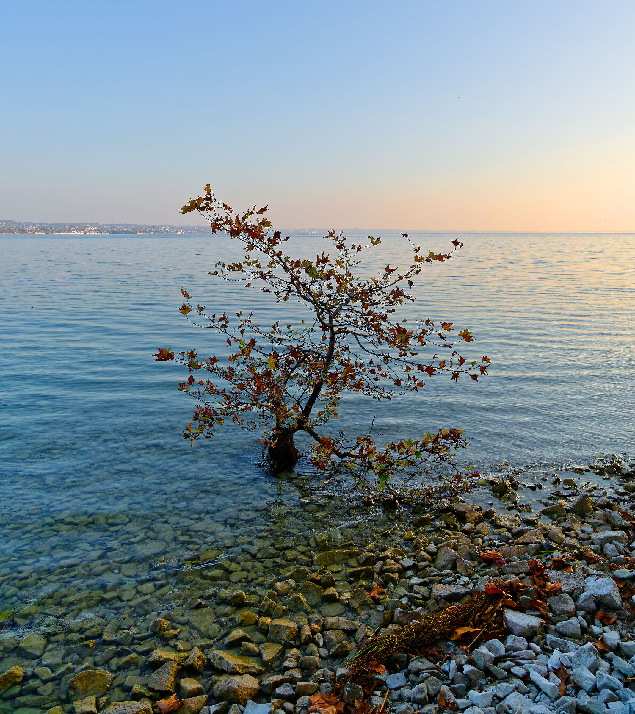 Tree in the lake