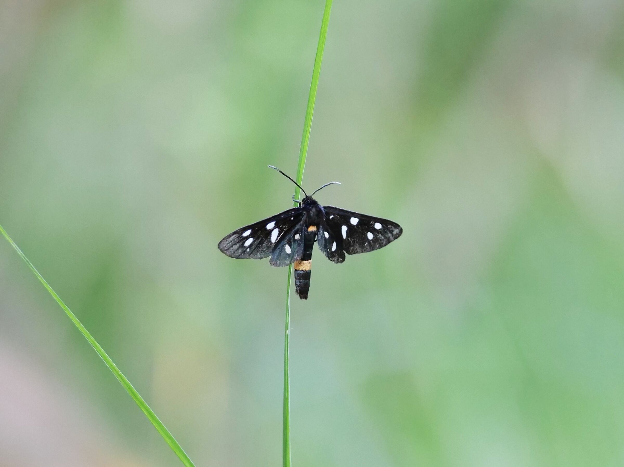 Amata phegea (Linnaeus 1758)