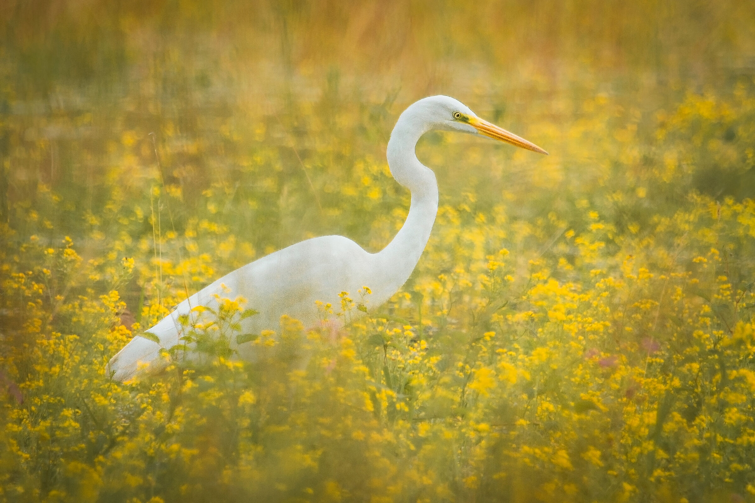 Heron