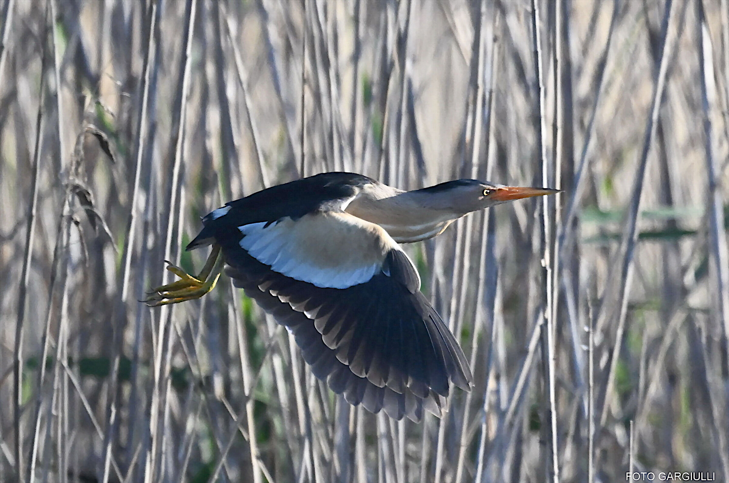 Male bittern
