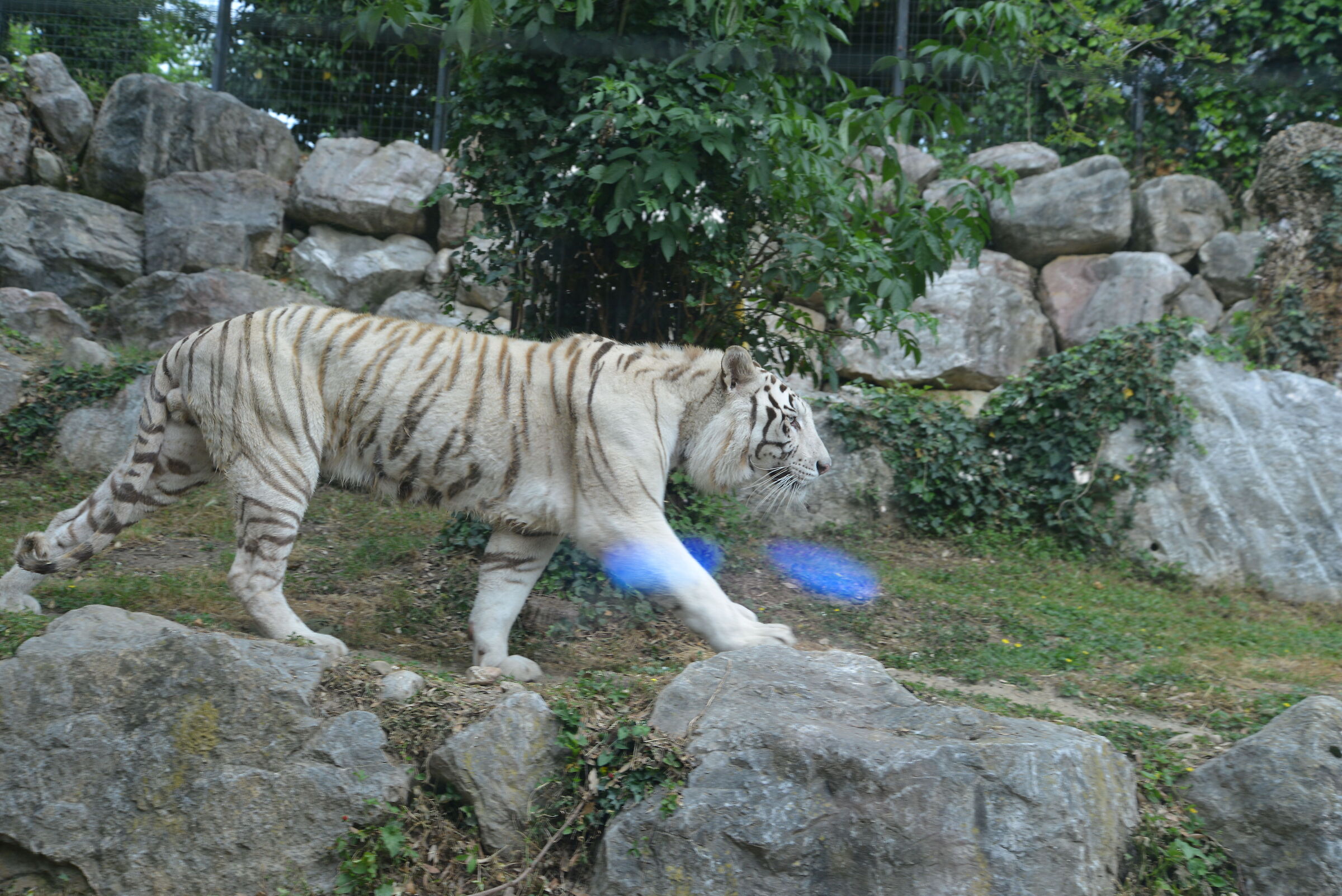 Tigre bianca